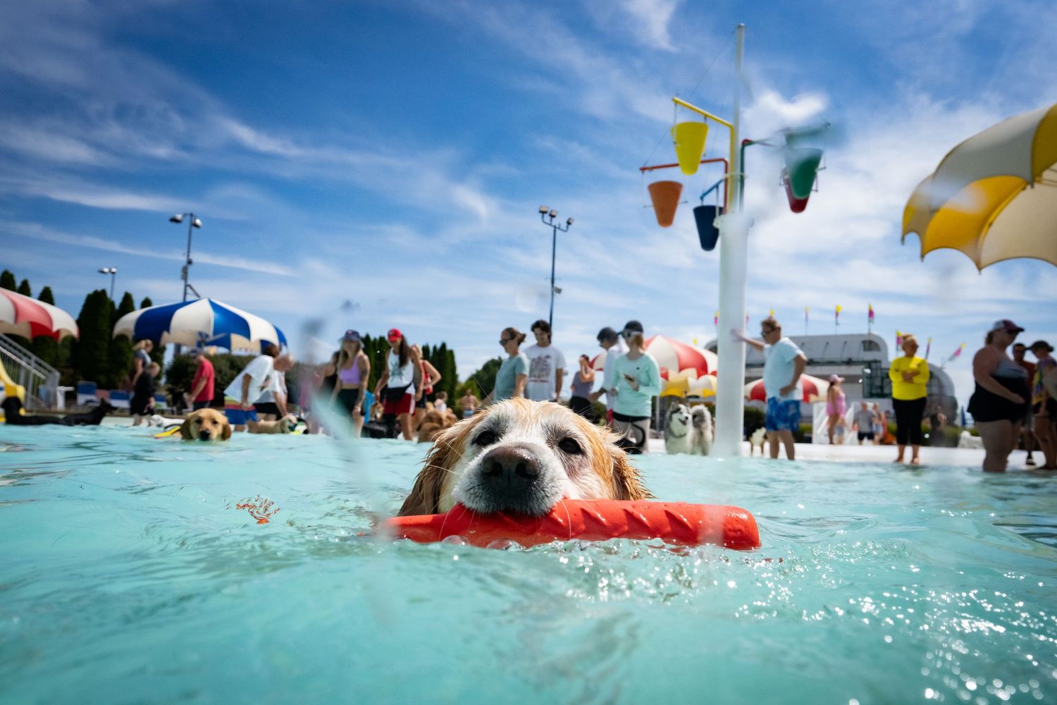 Dog swimming in outdoor pool carrying red toy, crowds and colorful umbrellas visible in background.