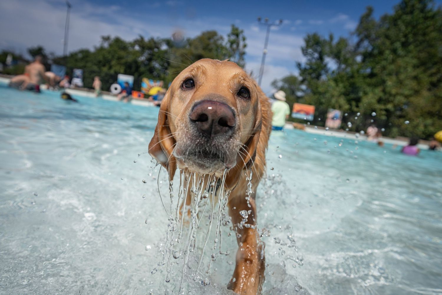 A golden retriever emerges from a pool with water streaming from its nose in a close-up shot.