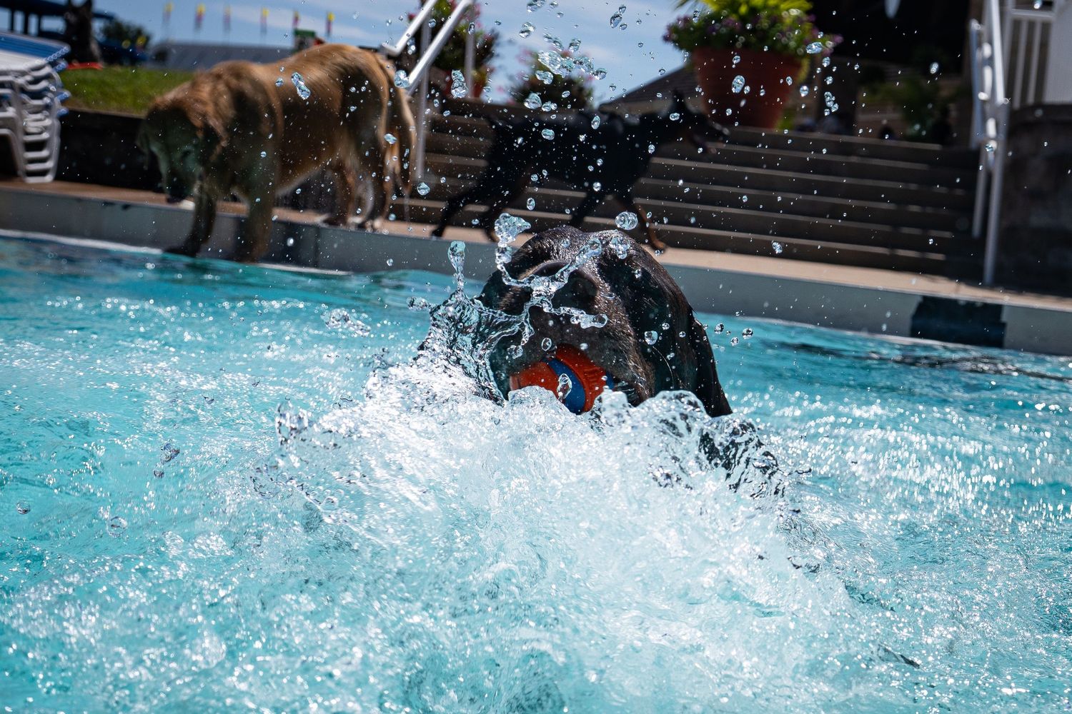 Two dogs playing in a bright blue swimming pool, with one splashing energetically in the water on a sunny day.