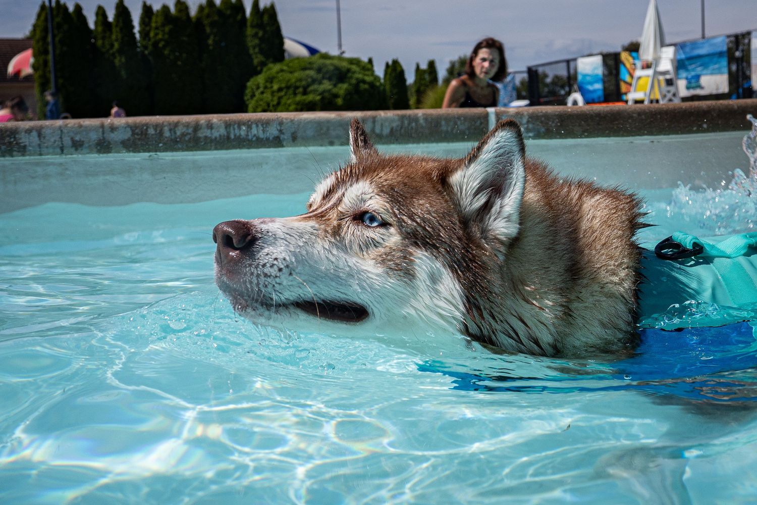 A wet Siberian Husky wearing a blue life vest swims through a clear turquoise pool.