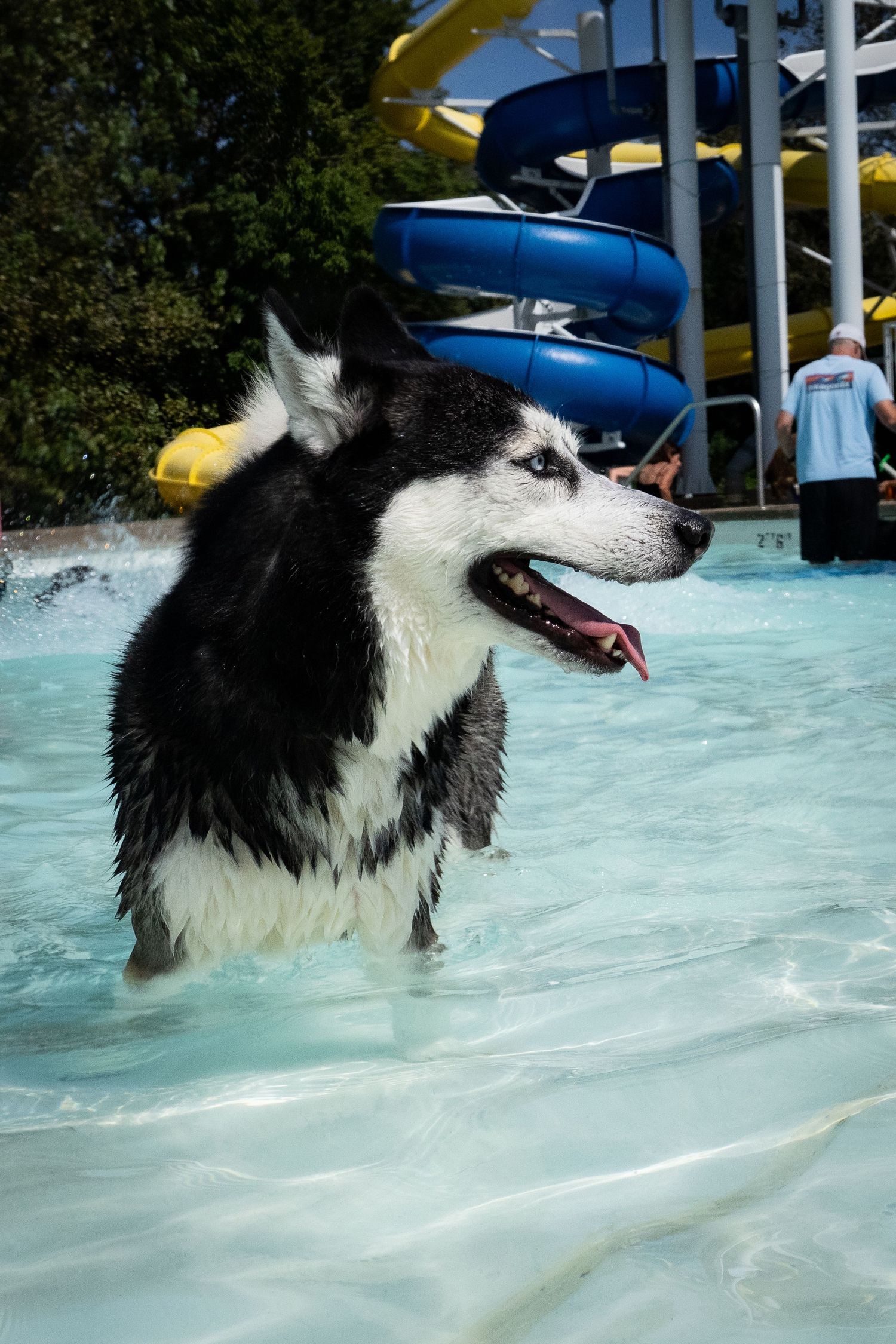 A wet black and white Husky standing in a pool with a water slide in the background.