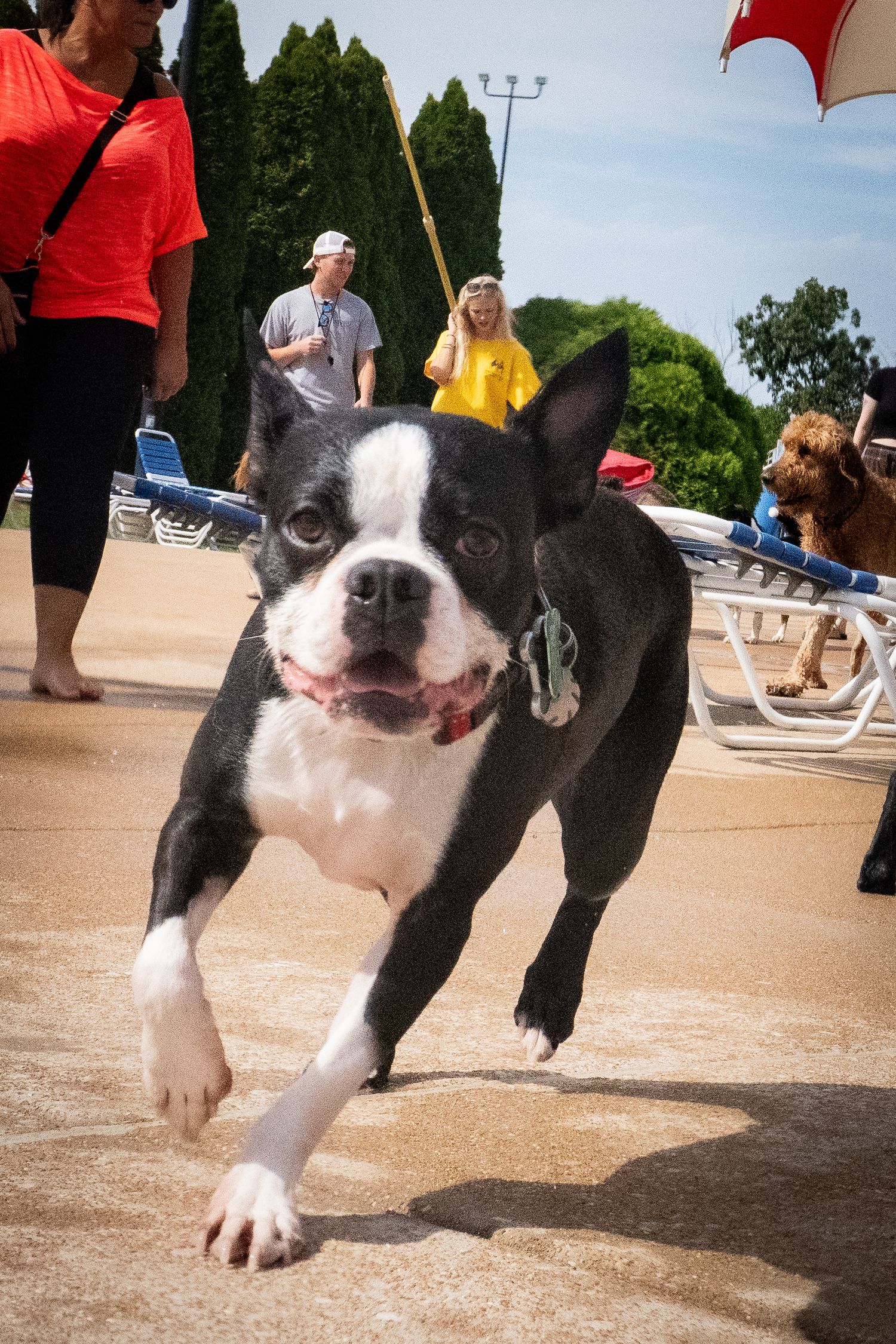 A black and white Boston Terrier runs energetically near a pool with people and lounge chairs in the background.