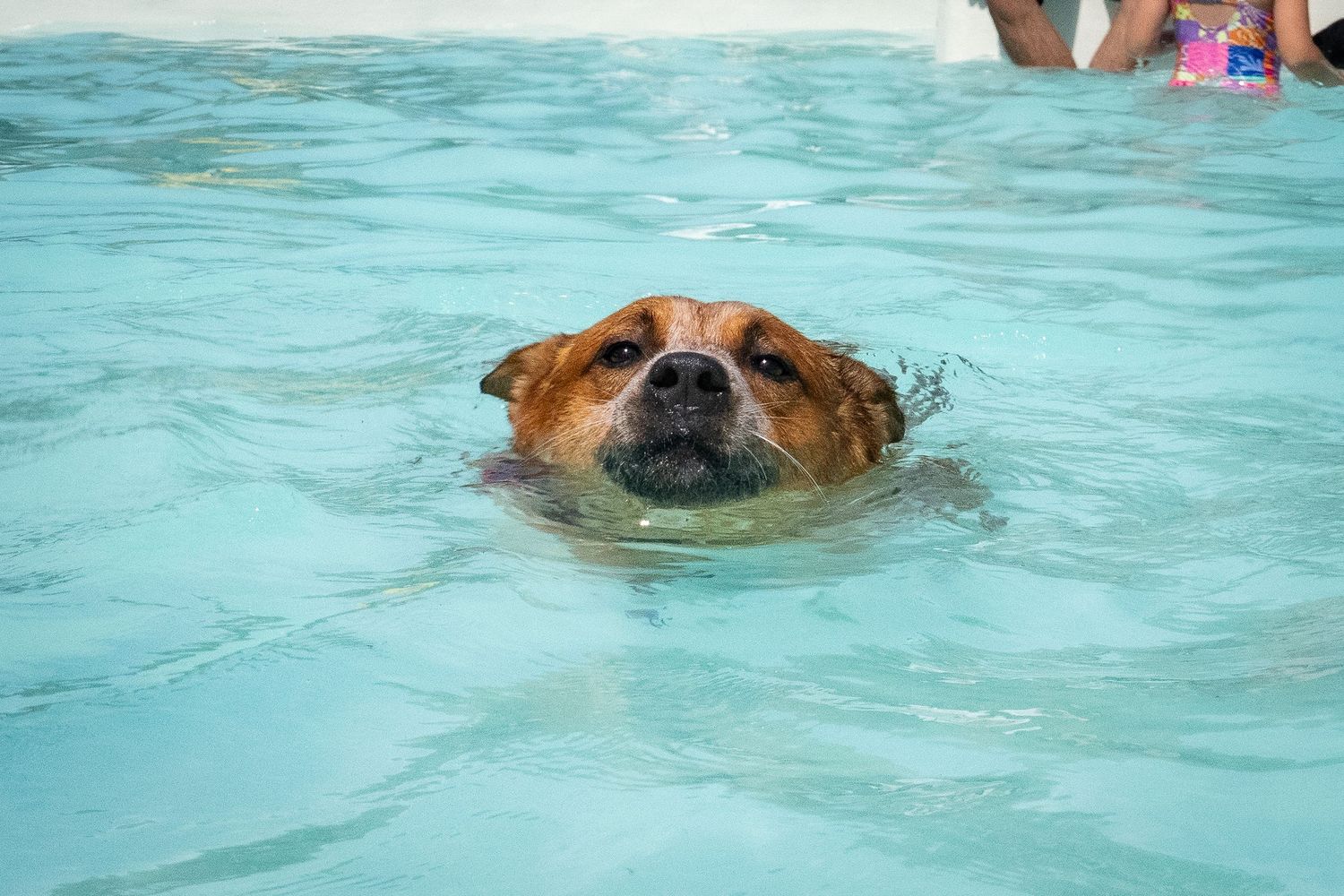 A brown dog swimming with just its head above the water in a clear blue pool.