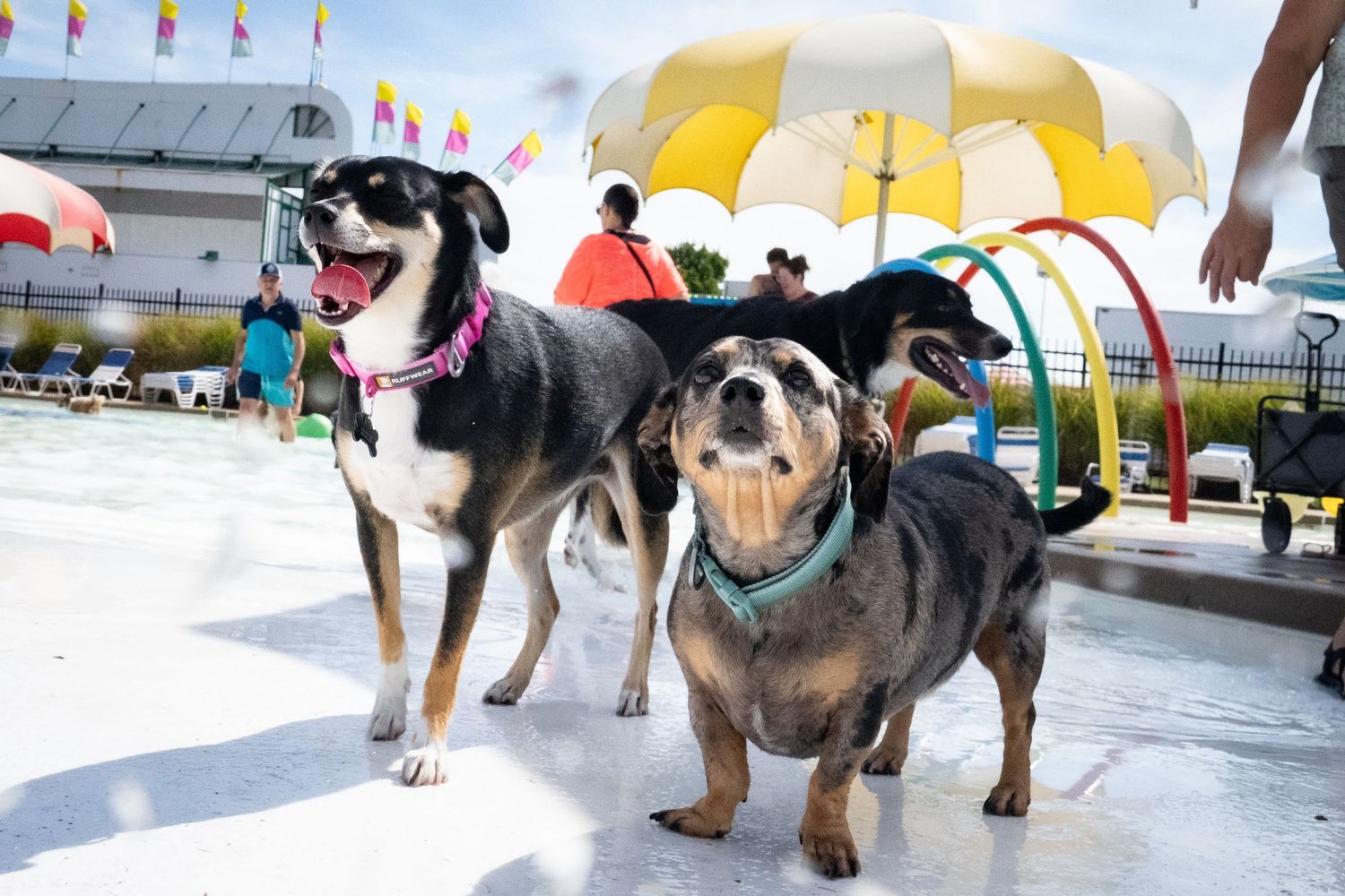 Two small mixed-breed dogs standing in shallow water at a colorful outdoor water park.