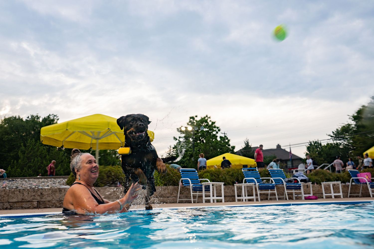 Black dog leaping into outdoor pool toward green ball while woman swimmer watches during summer pool party.