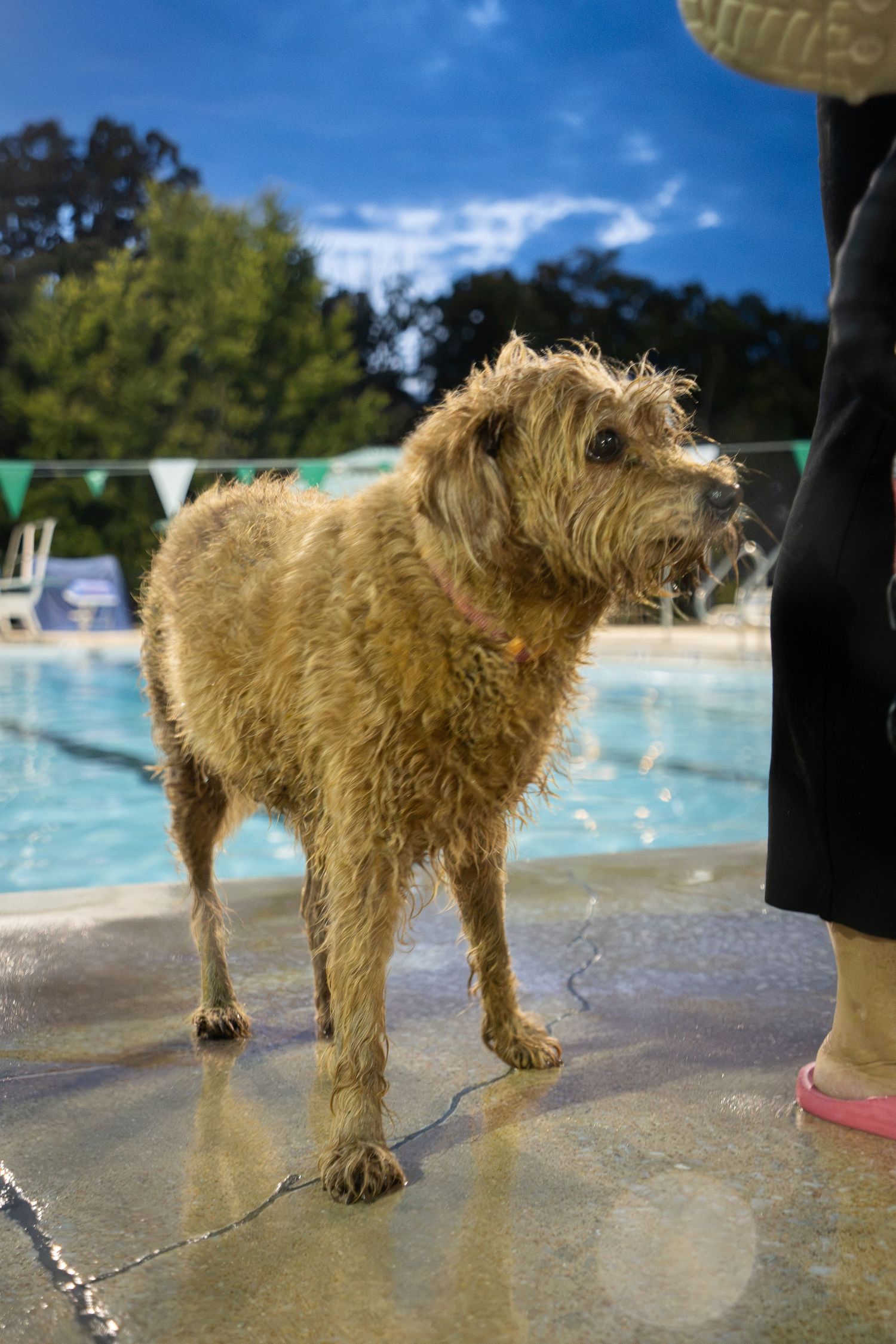 Wet scruffy golden terrier dog standing on pool deck beside swimmer's legs with blue water in background.