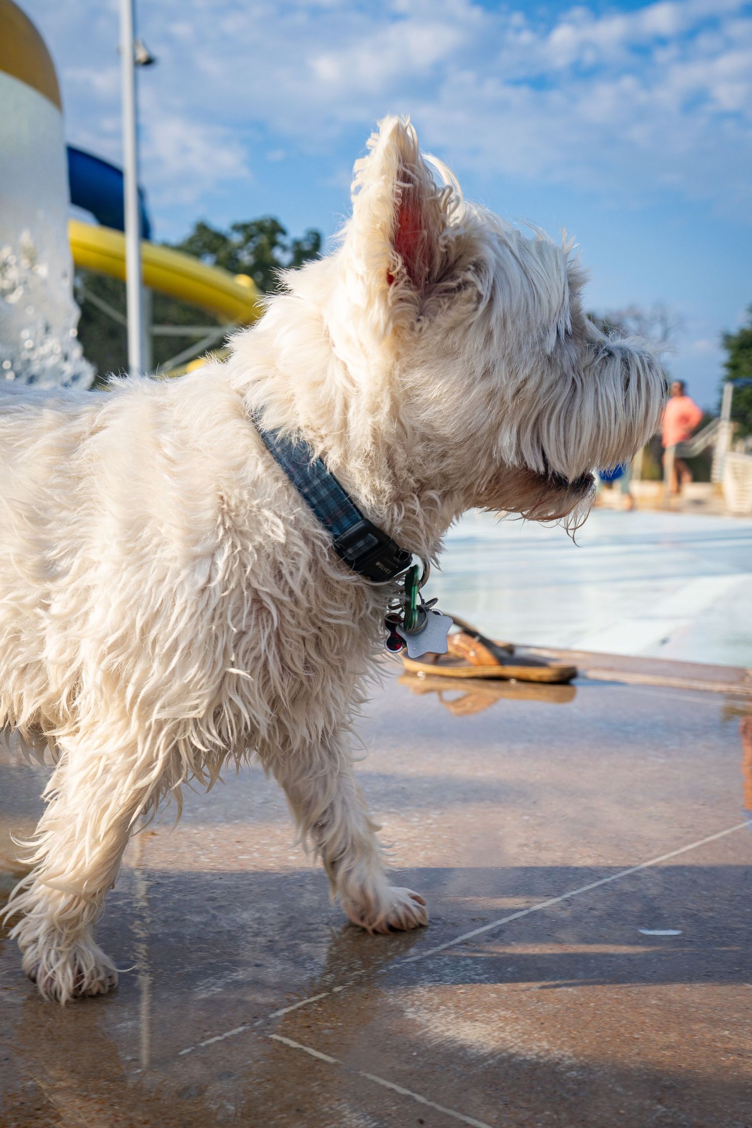Wet West Highland White Terrier wearing a collar standing on wet pavement near a pool with a water slide.