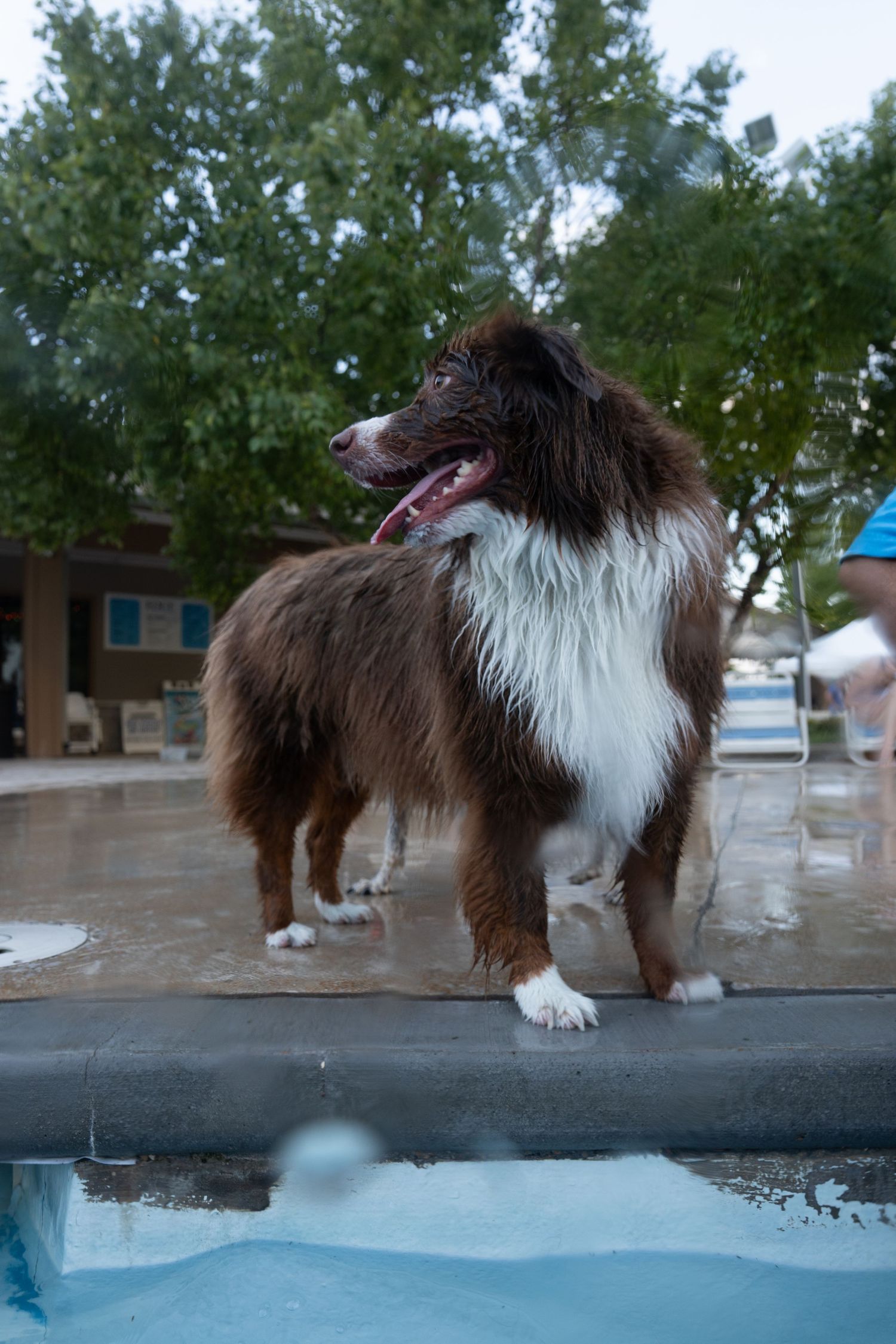 Wet Australian Shepherd dog standing on pool edge with mouth open, lush green trees in background.