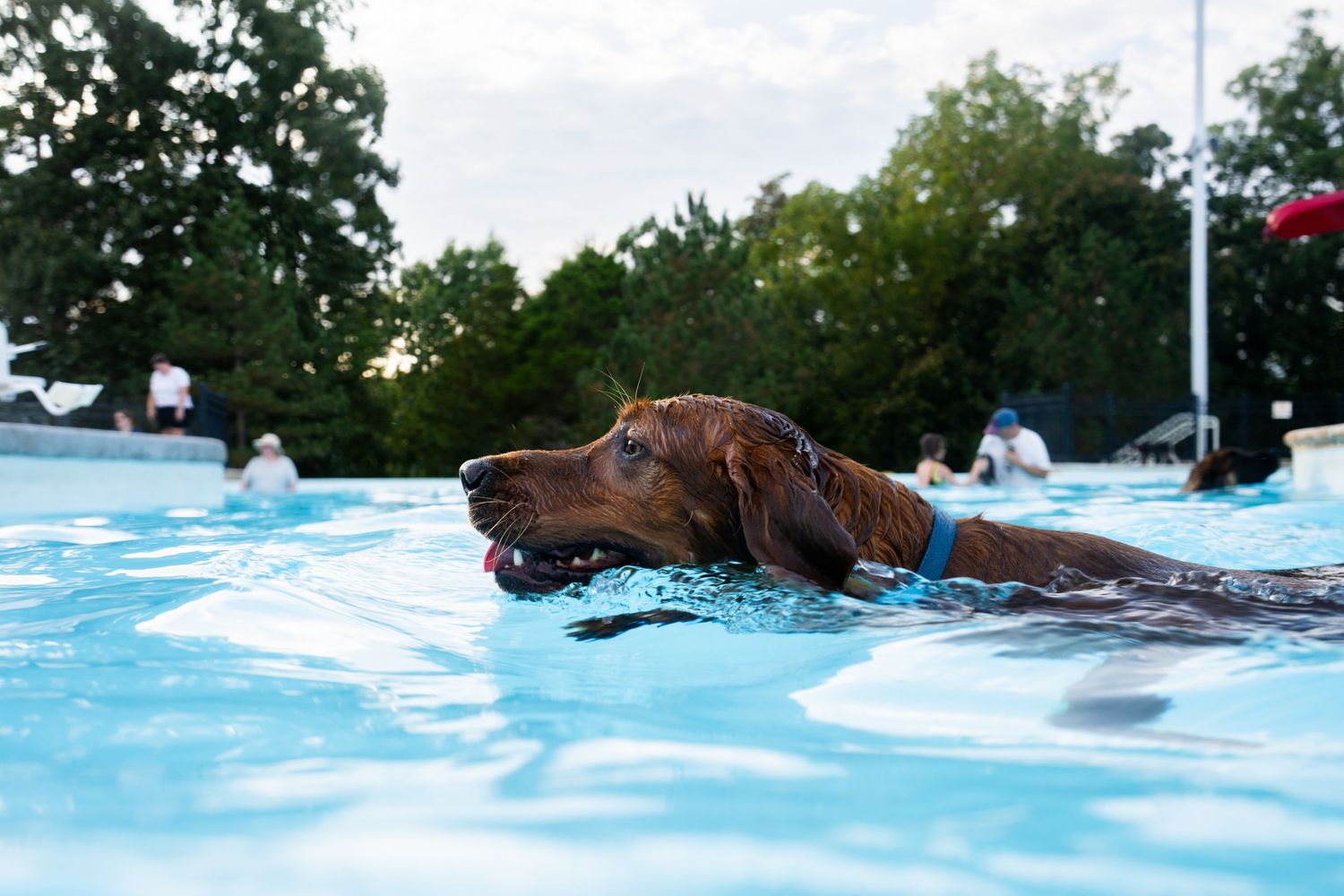 A brown Vizsla dog swimming in a blue outdoor pool with trees and people visible in the background.
