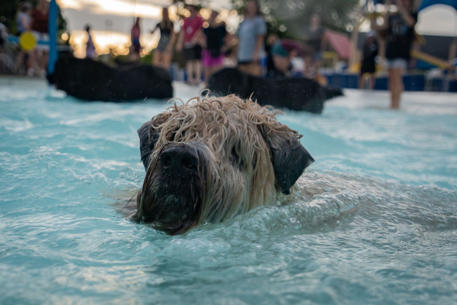 A shaggy wet dog swimming in a blue pool at an outdoor dog swim event with people in the background.