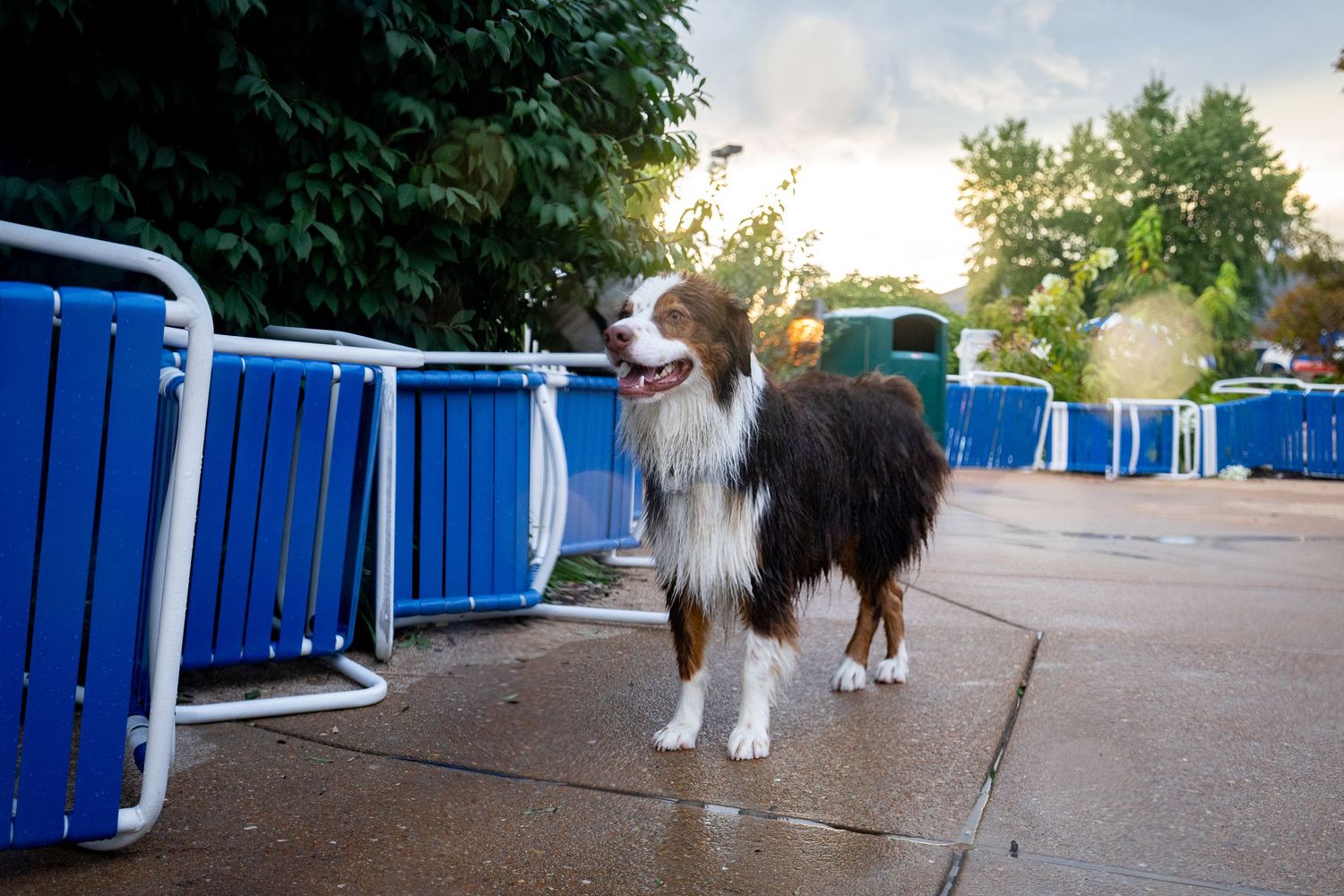 A tri-color Australian Shepherd dog stands on wet pavement beside blue metal barriers outdoors at sunset.