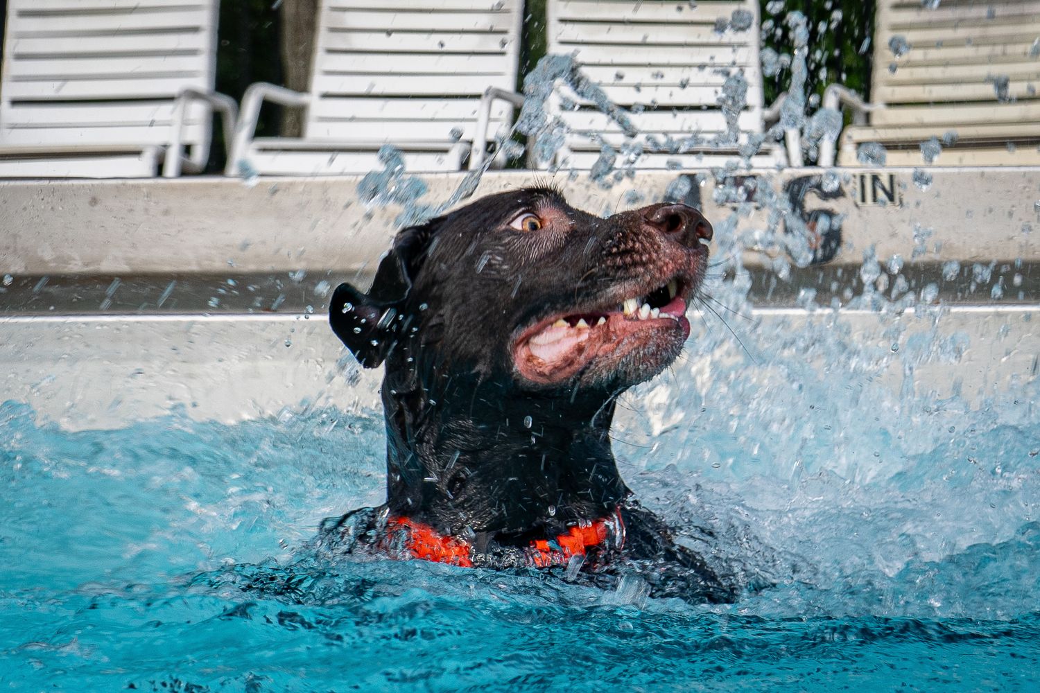 A dark brown Labrador dog swimming energetically in a blue pool, wearing an orange collar, with water splashing around.