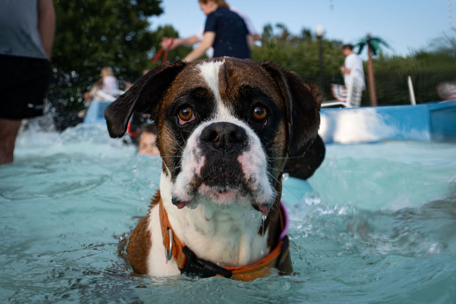 A Boxer dog wading in a shallow pool, looking at the camera with people visible in the background.