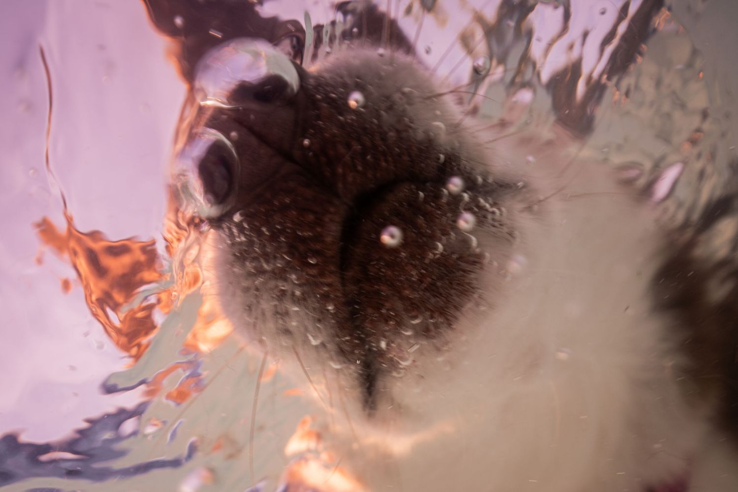 Close-up underwater photo of a dog's nose and face submerged in water with bubbles.