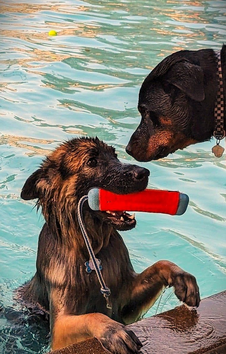 Two wet dogs, a German Shepherd and Rottweiler, play in a pool, with the Shepherd holding a red toy in its mouth.