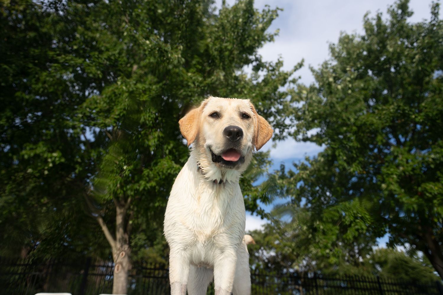 Happy yellow Labrador Retriever standing outdoors with green trees and blue sky in the background.