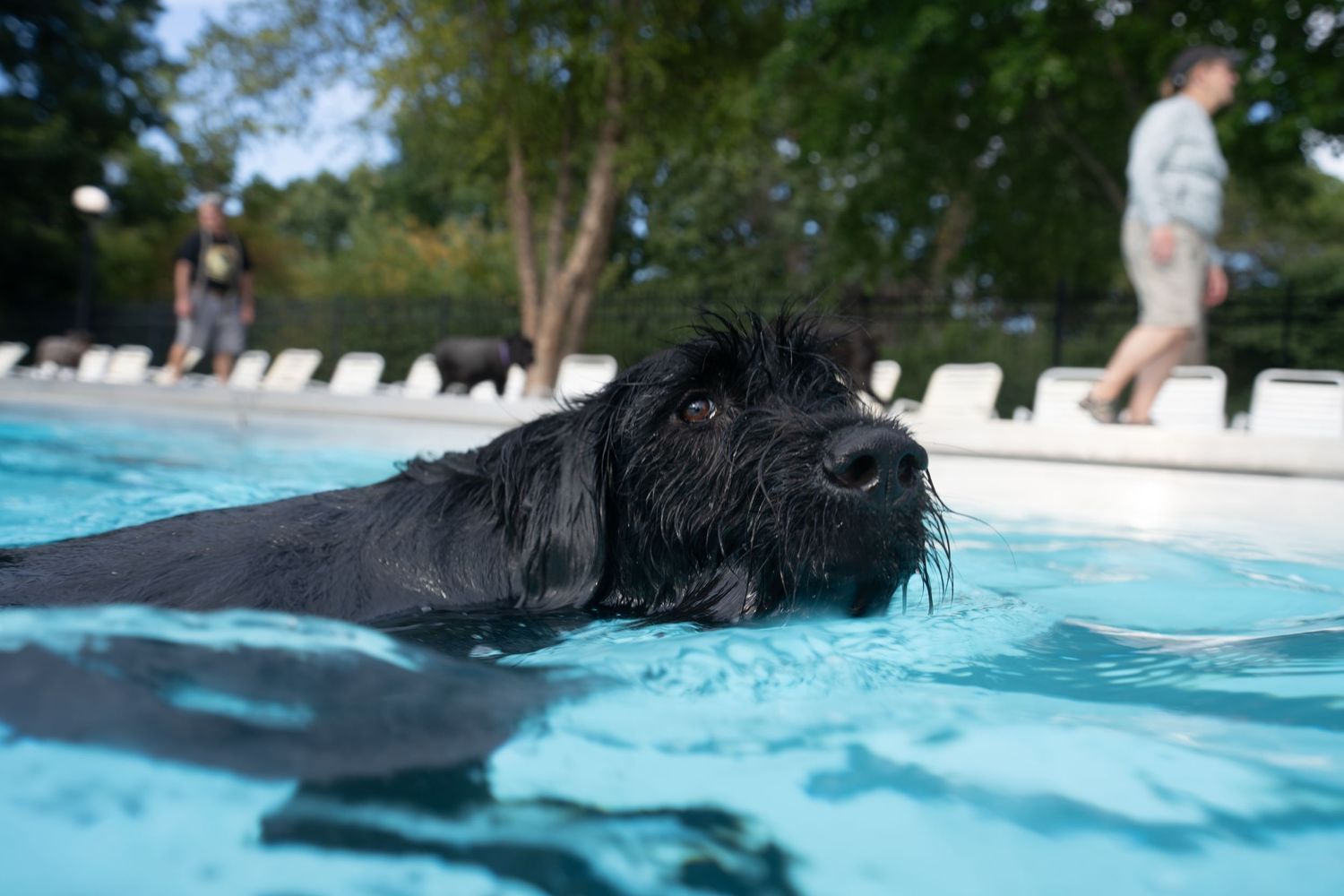 A wet black dog swimming in a bright blue outdoor pool on a sunny day with people and trees in the background.