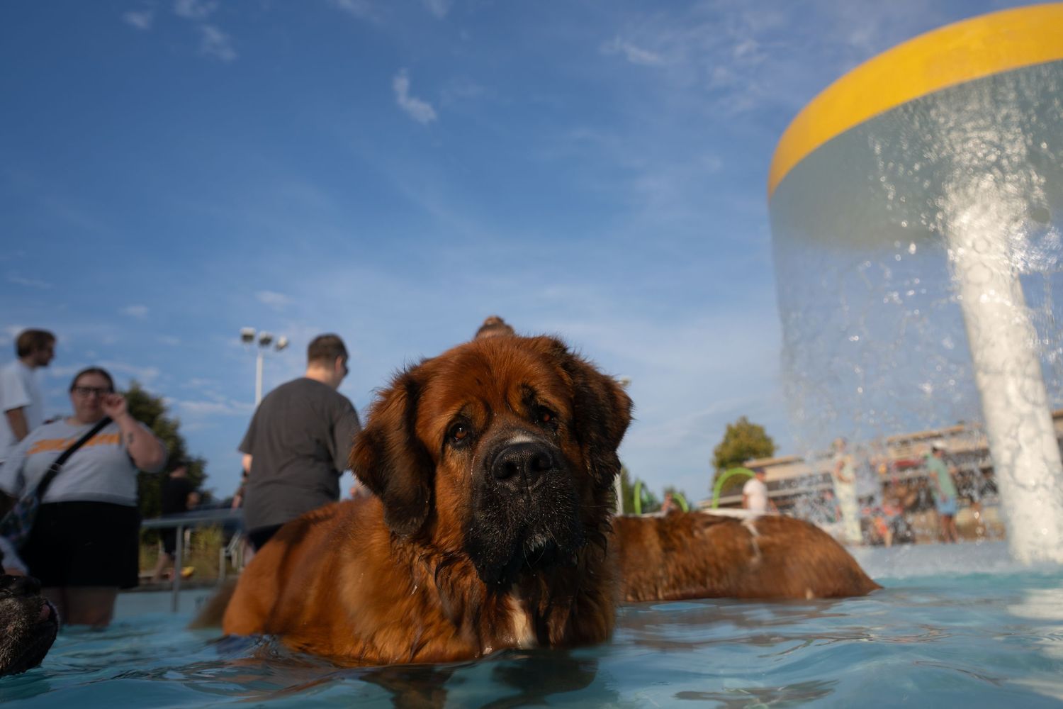 Large brown Mastiff dog enjoying a splash pad pool at an outdoor water park on a sunny day.