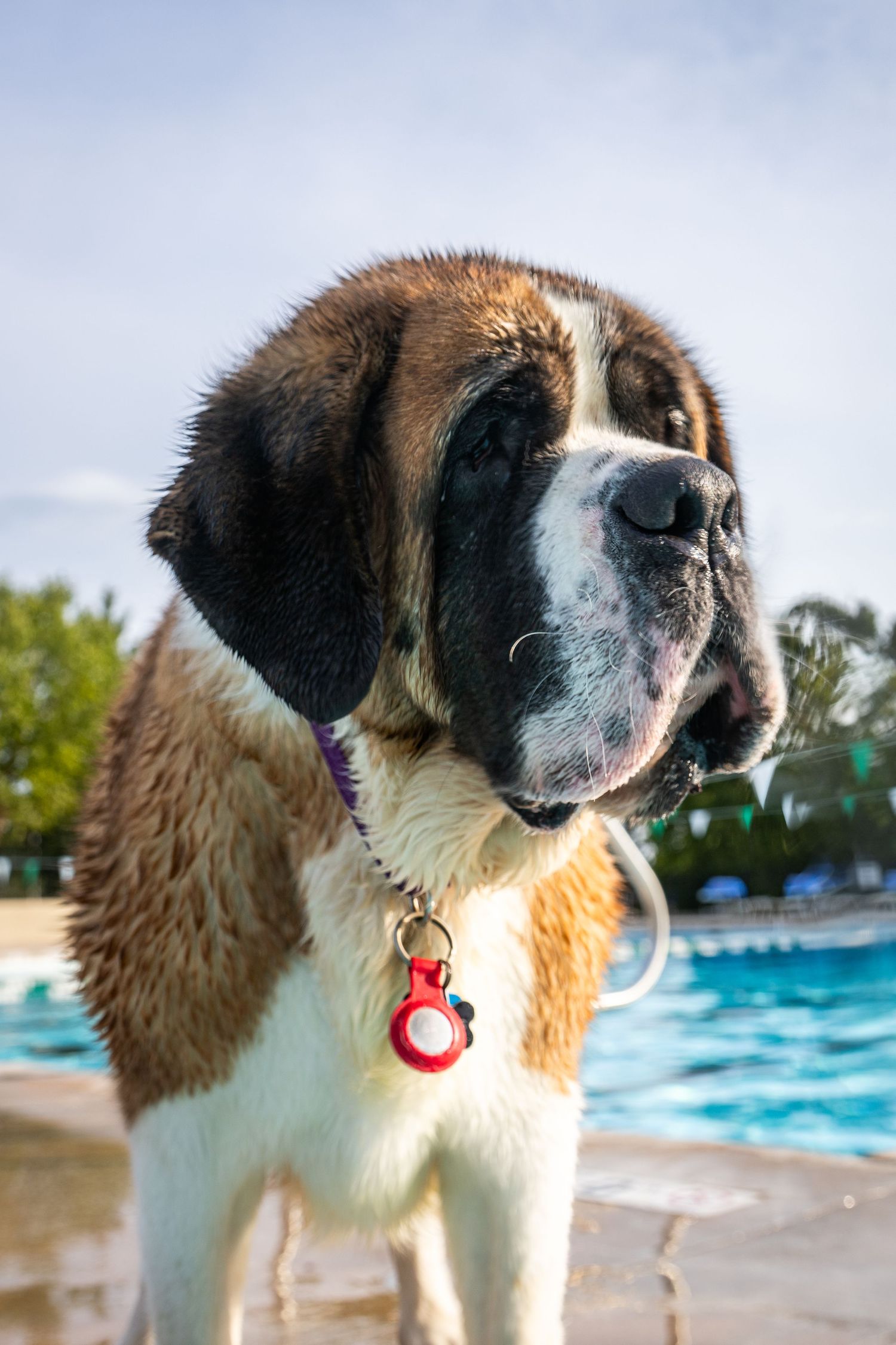 A Saint Bernard dog with a red tag collar stands near a blue swimming pool on a sunny day.
