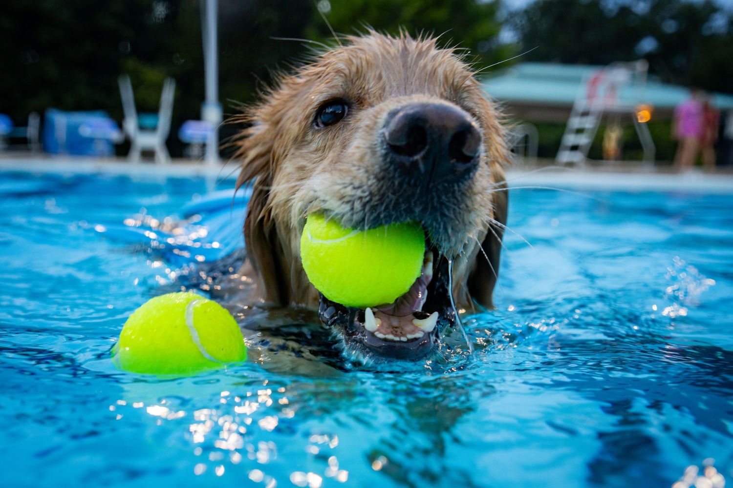Golden Retriever dog swimming in a blue pool with a tennis ball in its mouth.