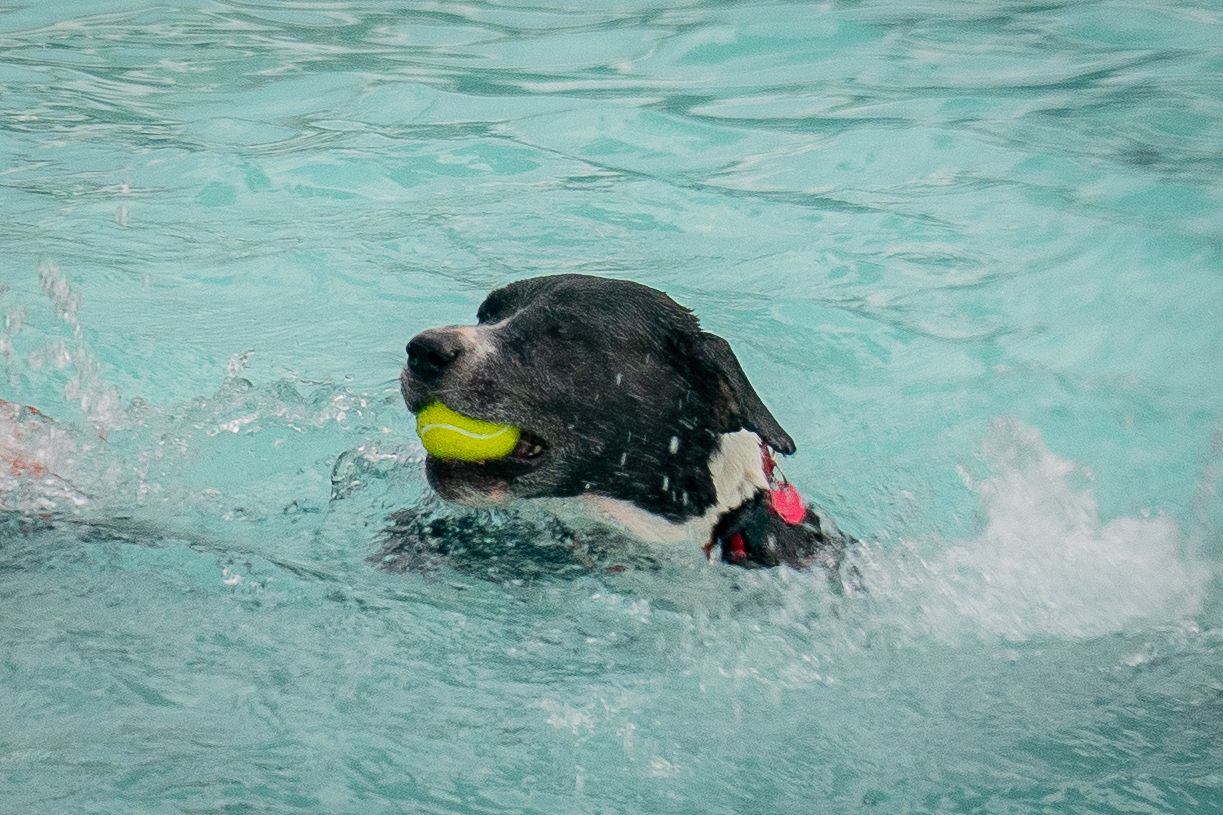 Black and white dog swimming in a pool with a yellow tennis ball in its mouth.