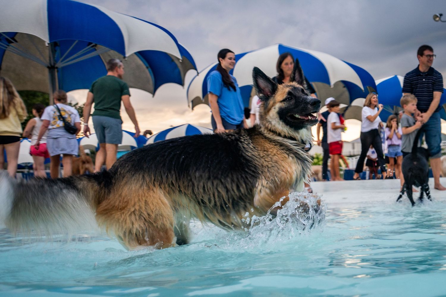 A German Shepherd dog splashing through a pool at an outdoor dog swim event with people watching nearby.