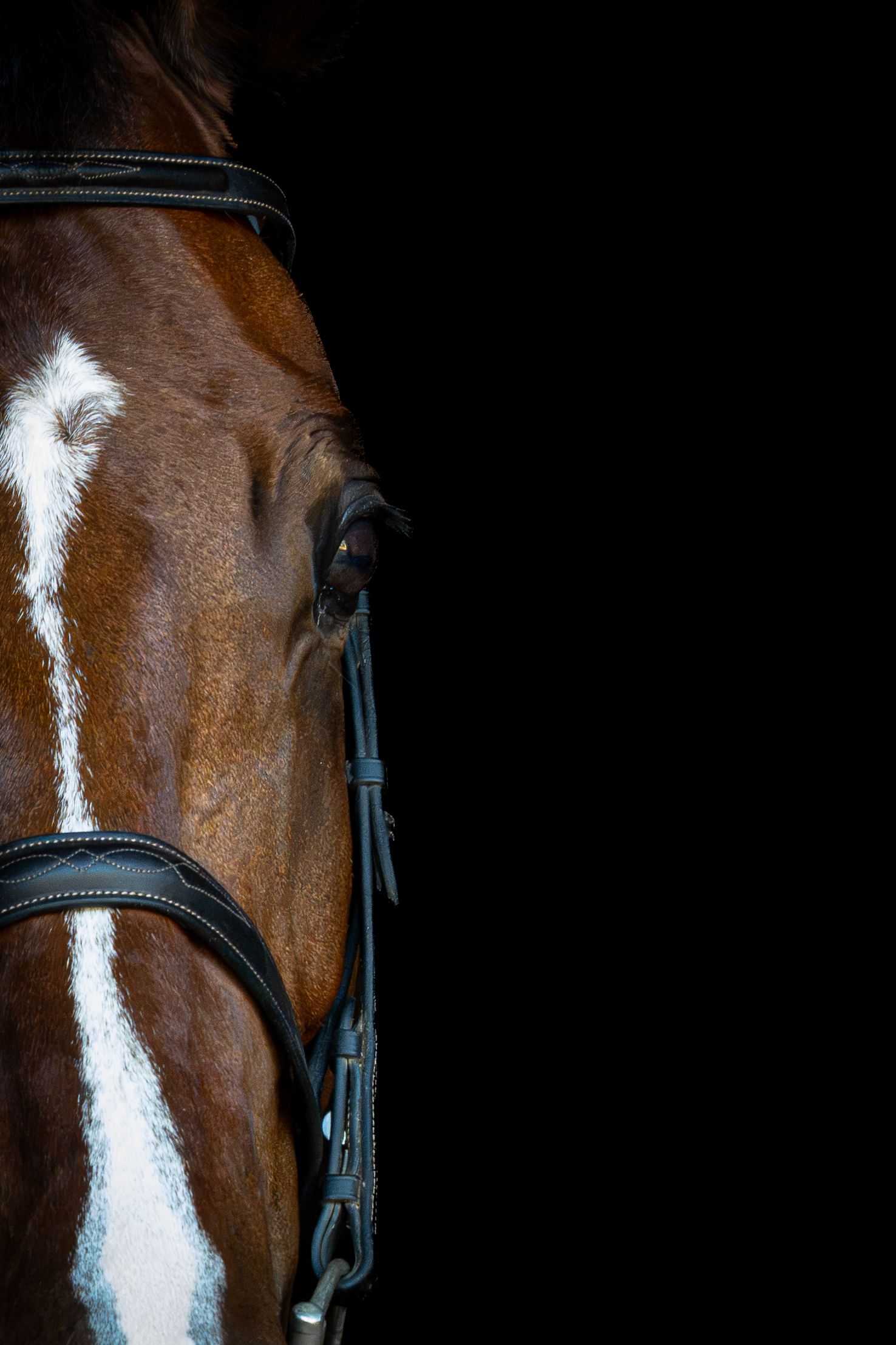 Close-up of a bay horse with a white blaze wearing a black bridle against a dark background.