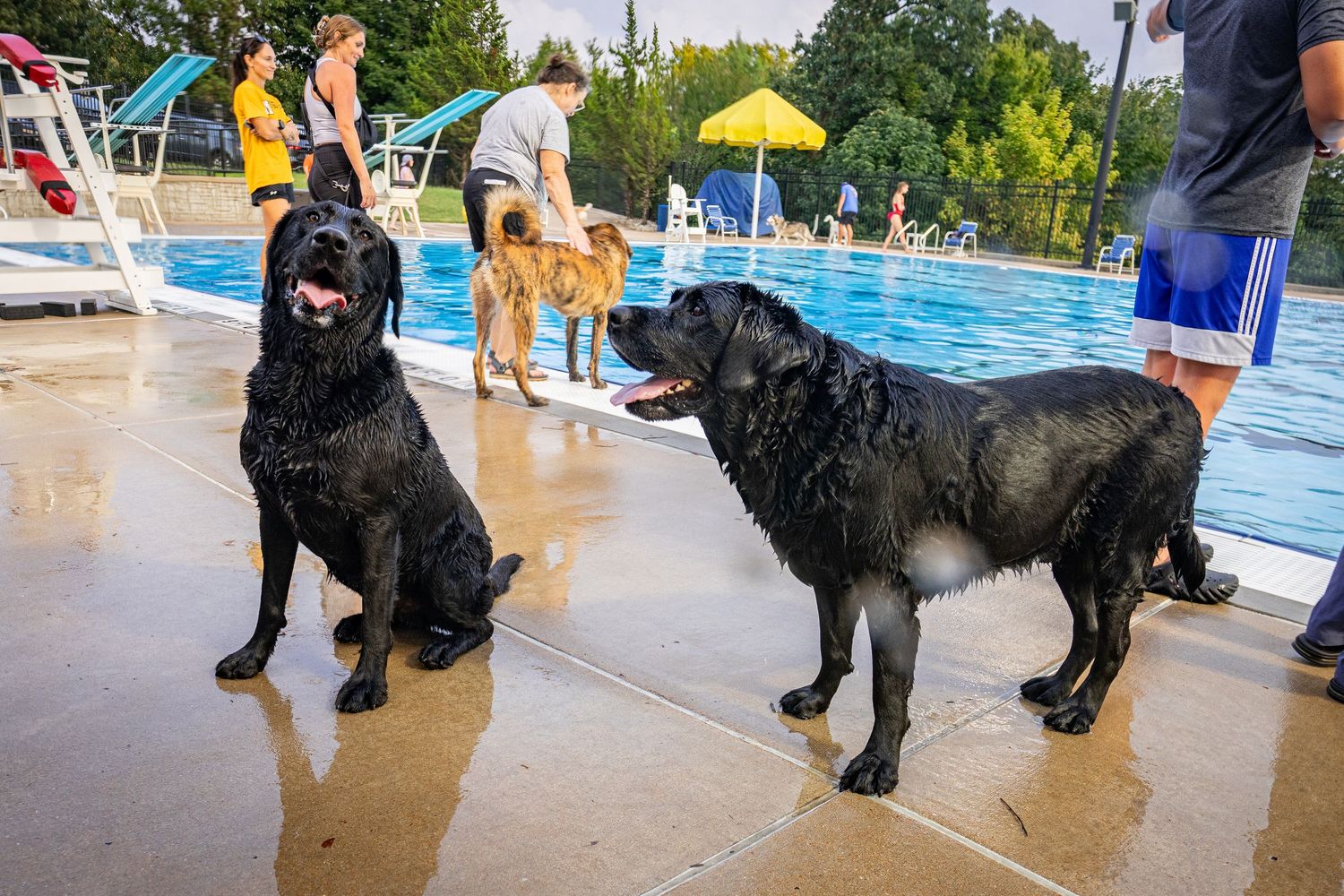 Two wet black Labrador dogs stand by a outdoor swimming pool surrounded by people and other dogs.
