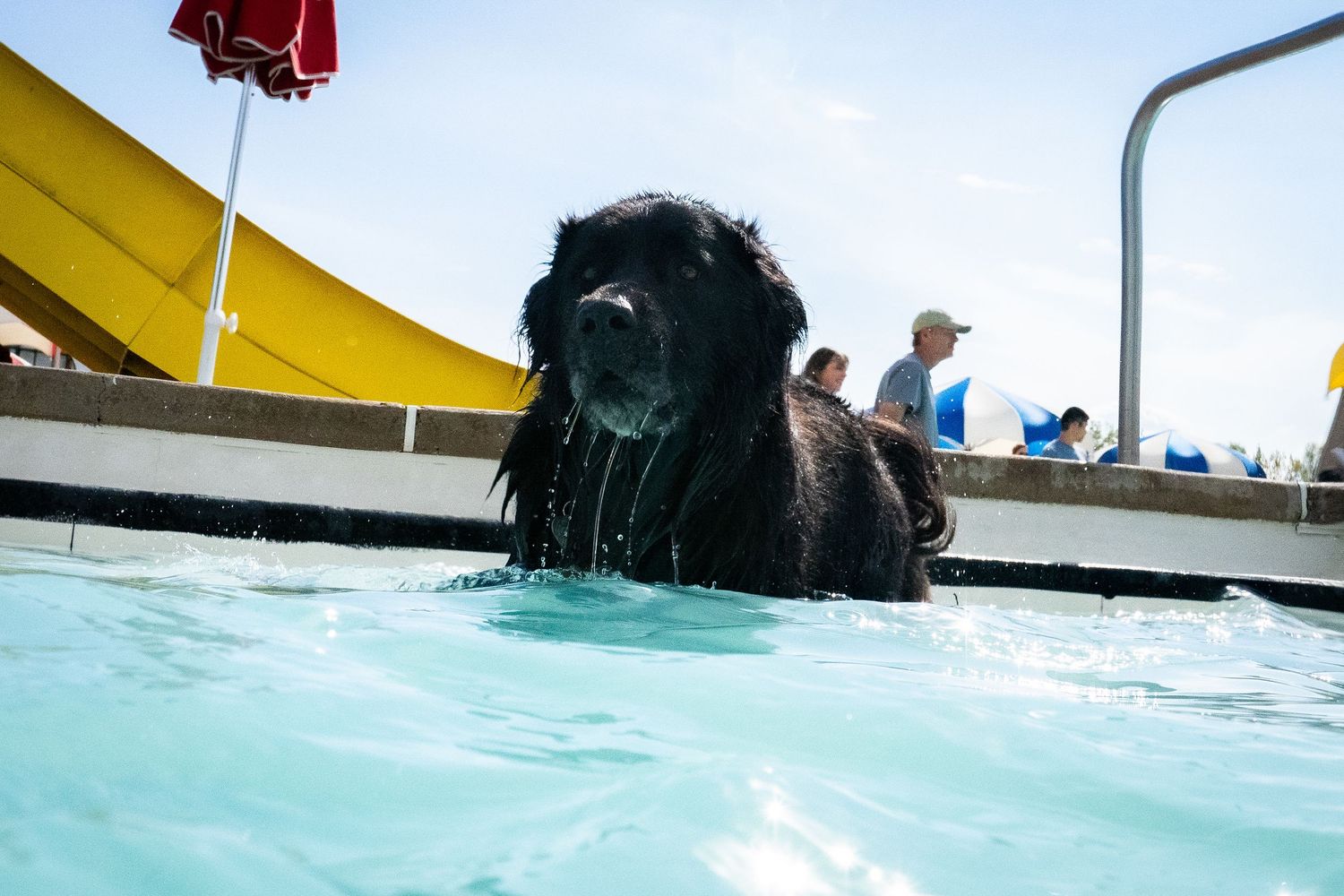 Black Newfoundland dog swimming in pool looking at camera with yellow water slide and spectators in background.