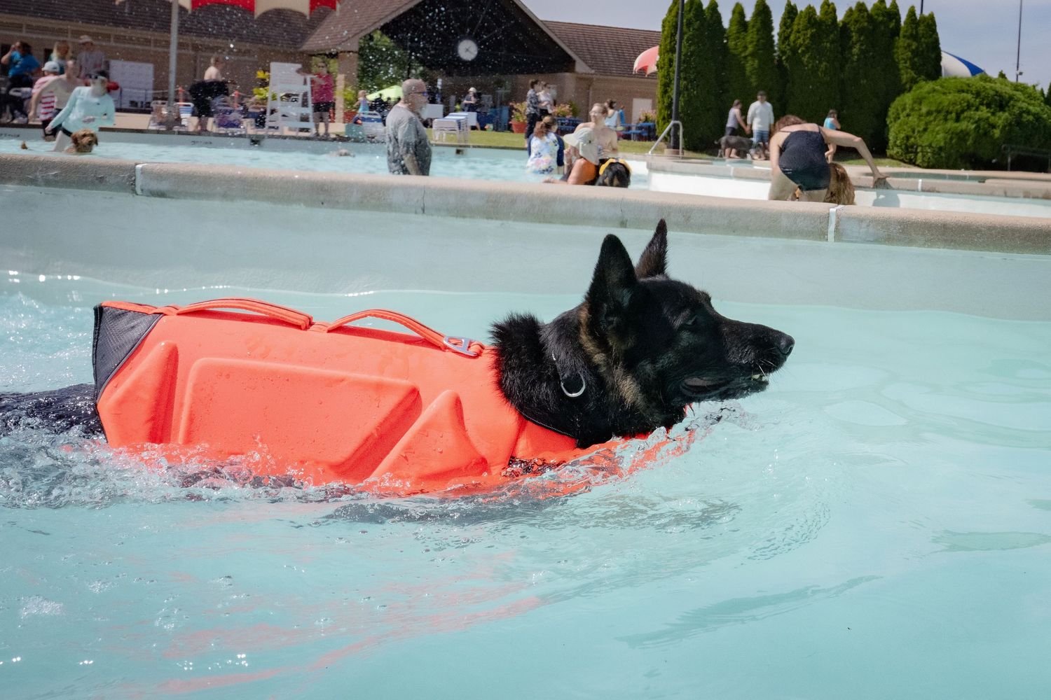 Black German Shepherd swims in pool wearing orange safety life jacket.
