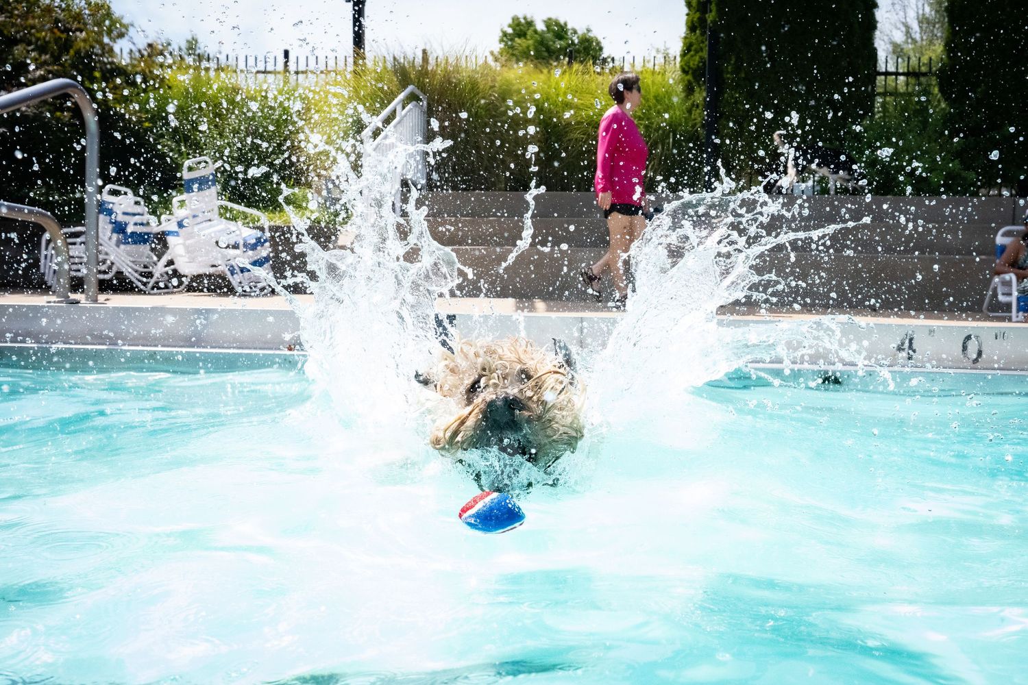 A dog diving headfirst into a sparkling outdoor swimming pool creating a large splash.