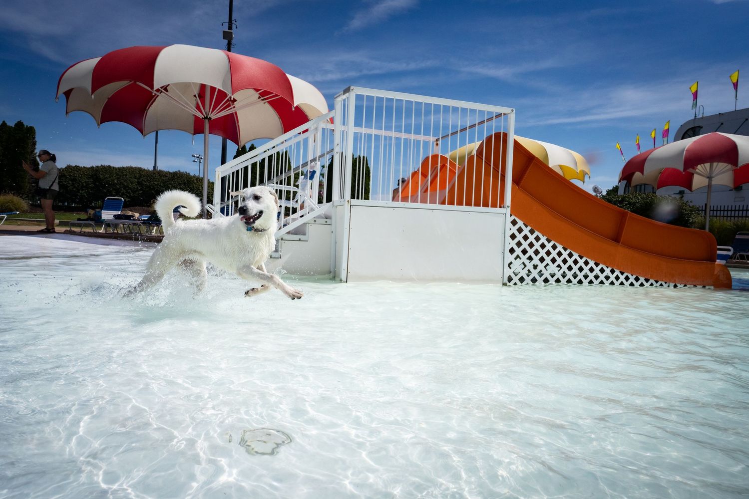 A white fluffy dog running energetically through shallow water at an outdoor pool area.