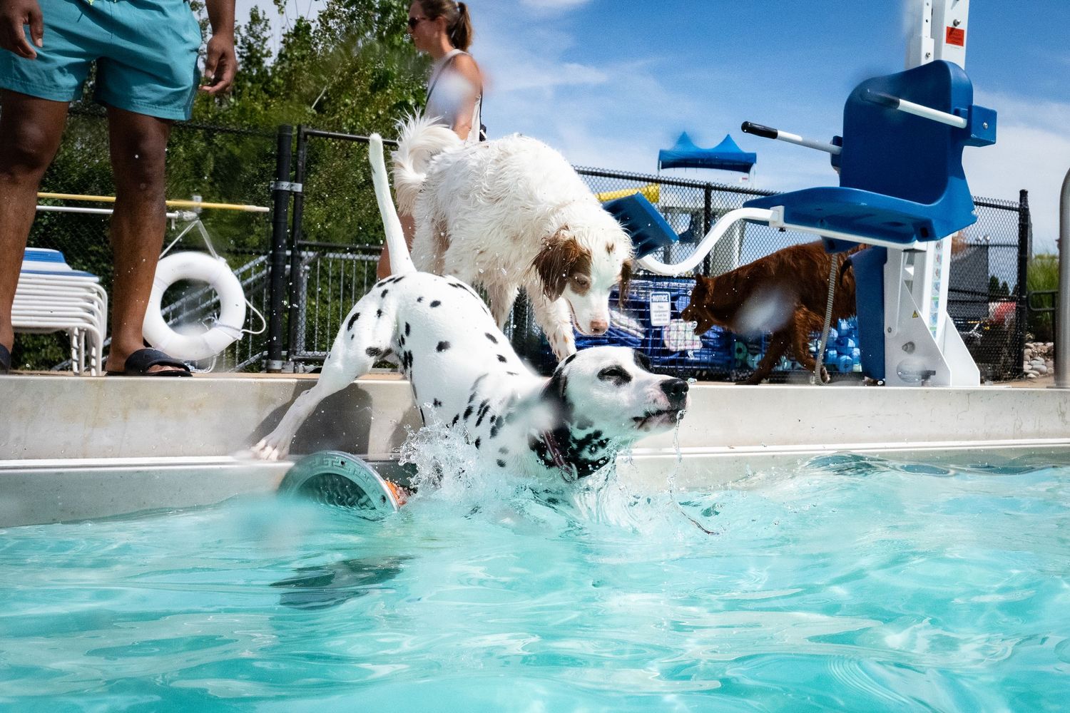 A Dalmatian and other dogs splash into a sunny outdoor pool with a waterslide in the background.