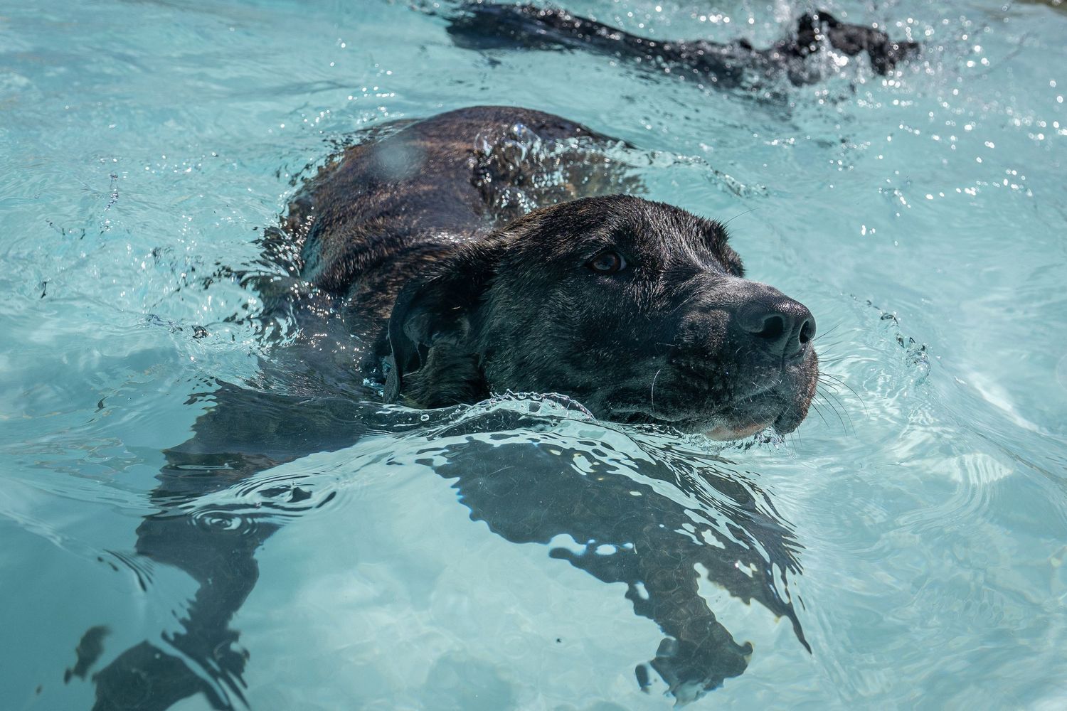 A dark-coated dog swimming through clear blue pool water, captured up close from water level.