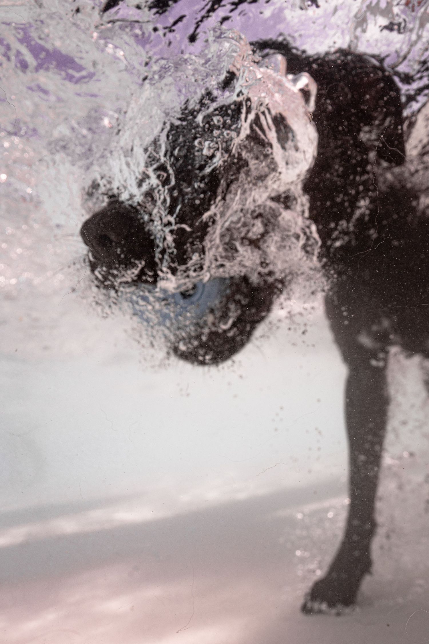 Underwater view of a black dog diving into a pool surrounded by bubbles and splashing water.