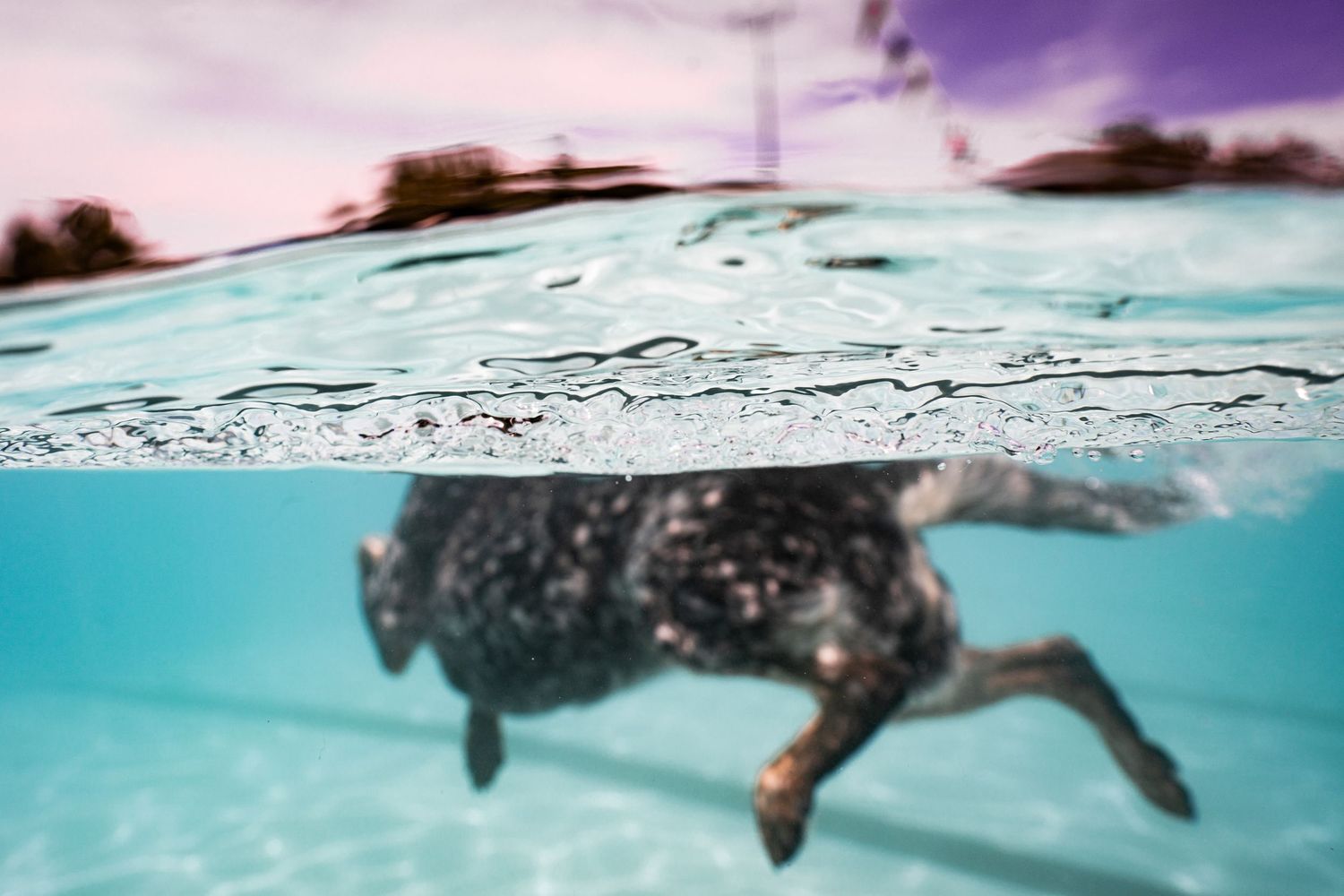 Underwater split-level view of a dark dog paddling through a clear blue swimming pool.