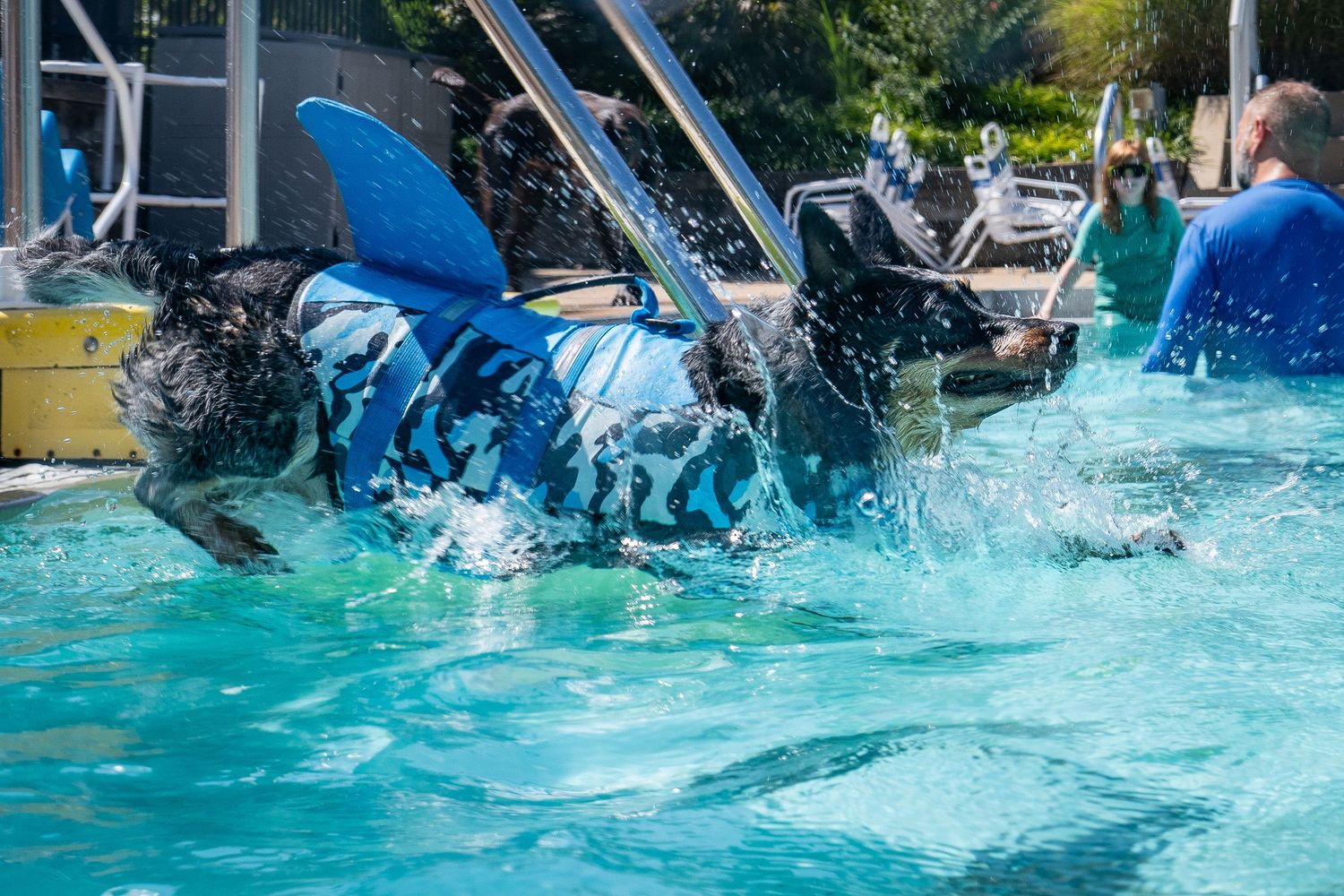 A performer in a shark costume splashes into a blue pool during a live aquatic show at a theme park.