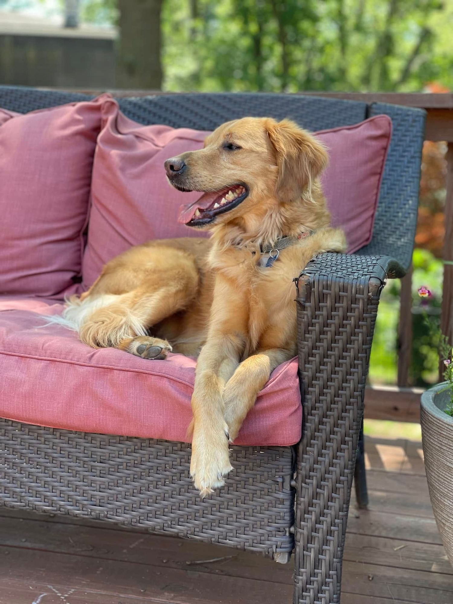 A smiling Golden Retriever relaxes on a wicker outdoor sofa with pink cushions on a wooden deck.