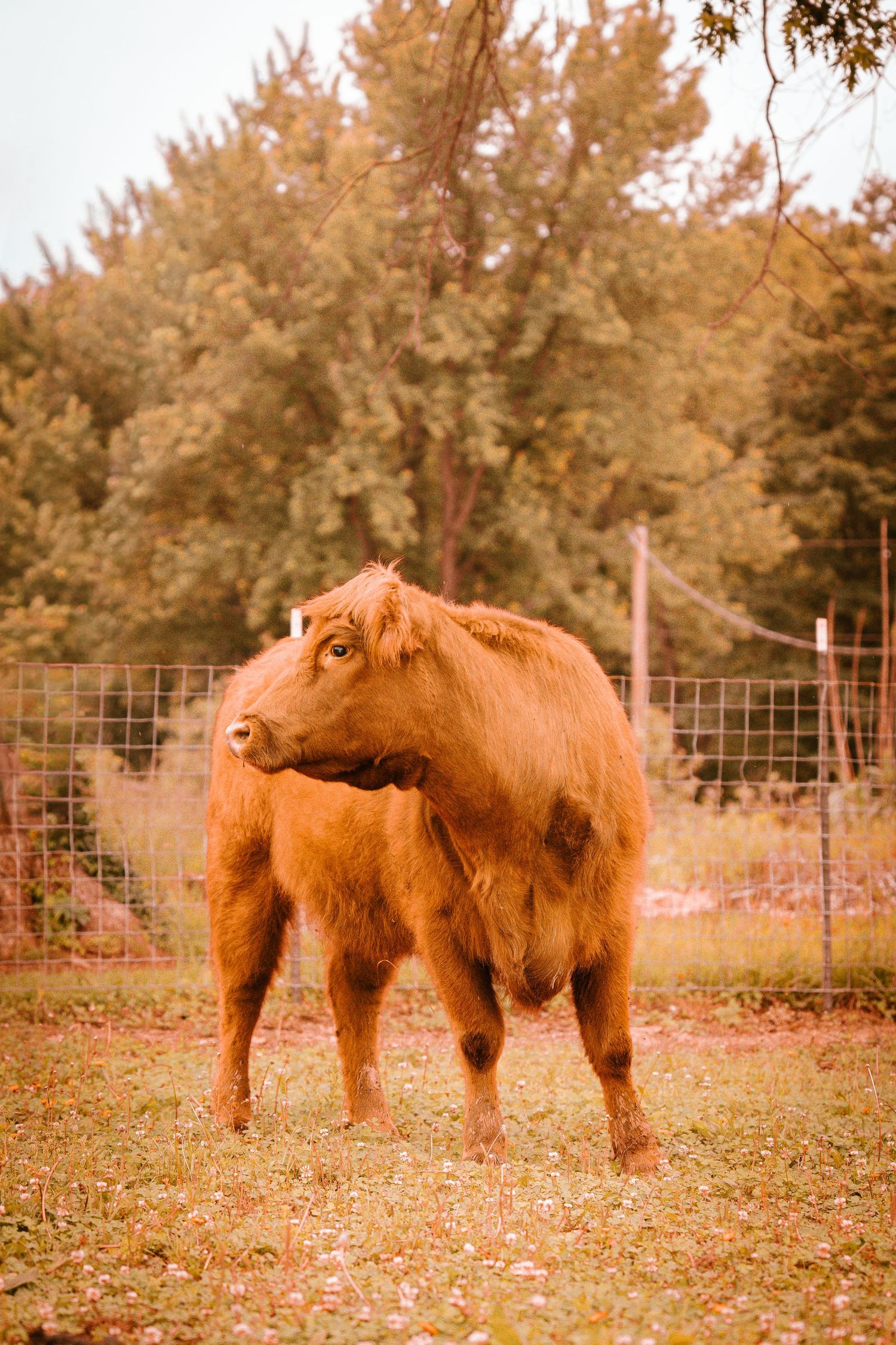 Fluffy orange Highland calf standing in a grassy enclosure with trees and wire fence behind.