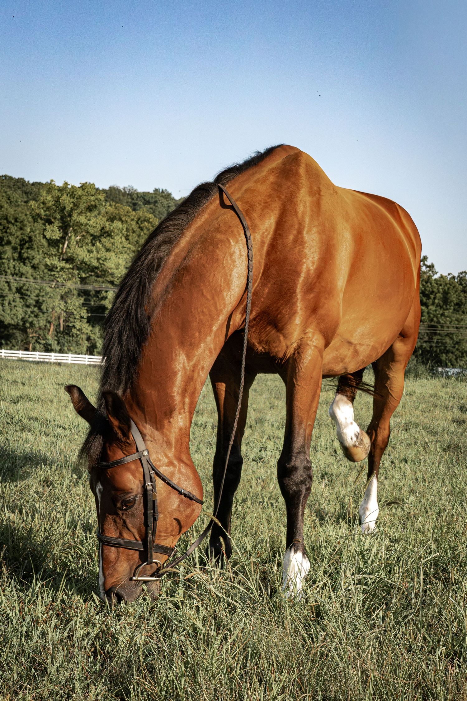 A chestnut bay horse with a bridle grazes on lush green grass in a fenced pasture with trees and blue sky.