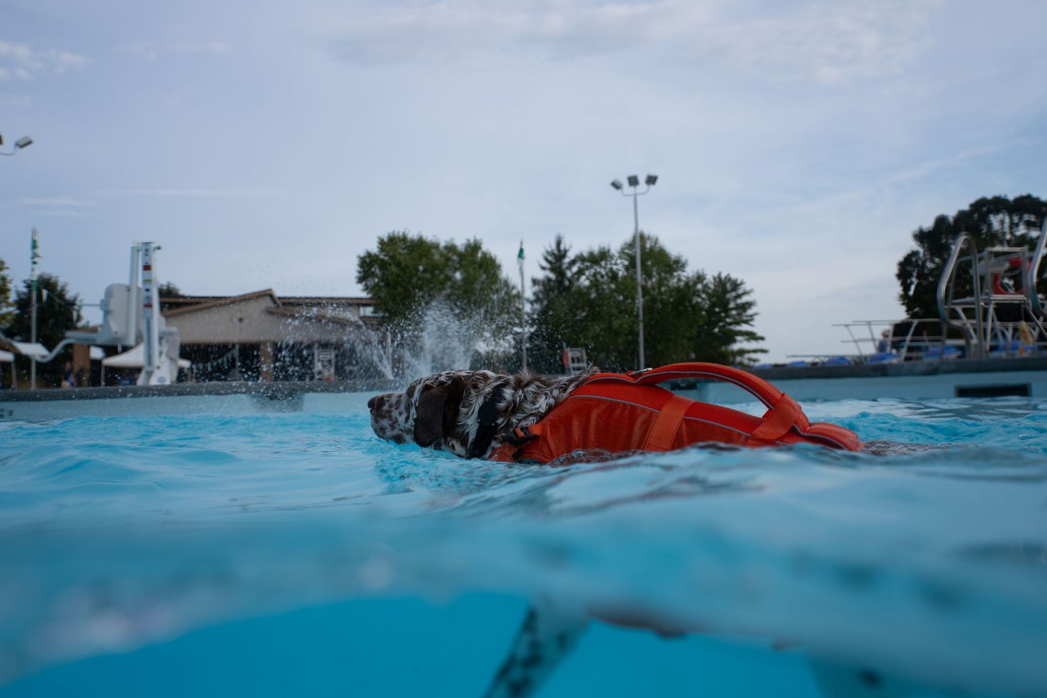 A dog wearing an orange life jacket swims in a blue outdoor pool with a fountain and trees in the background.