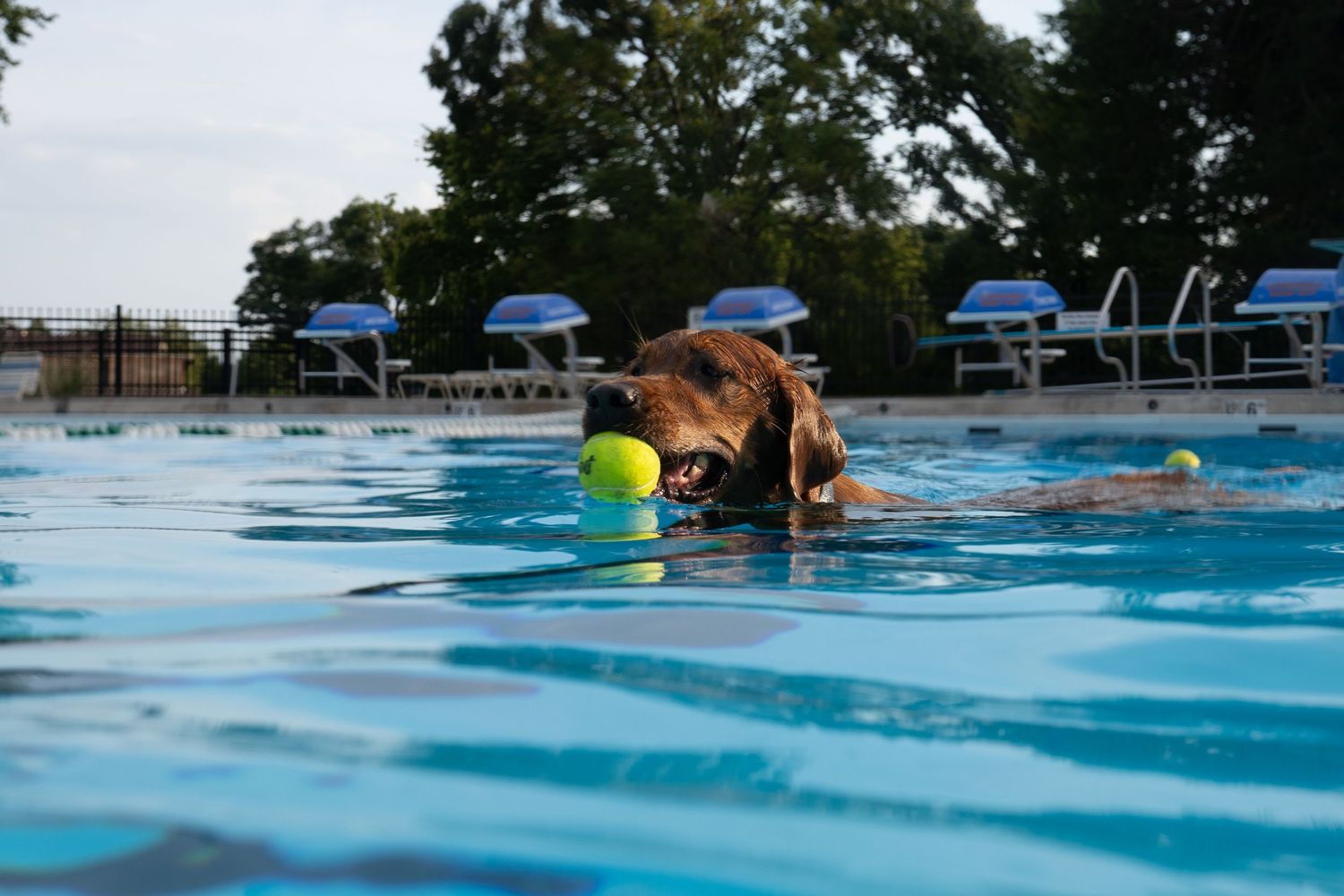 A brown dog swimming in a blue pool with a tennis ball in its mouth, with lounge chairs and trees in the background.