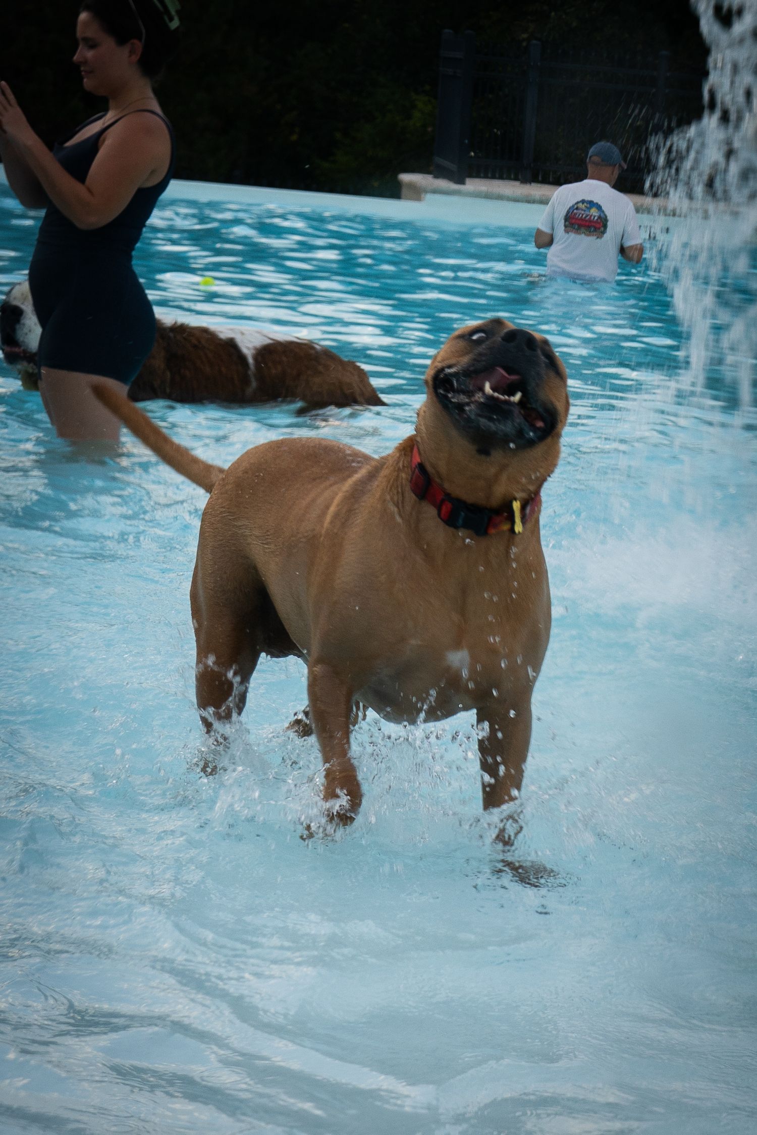 A large brown dog with a red collar splashes joyfully in a pool while people swim in the background.