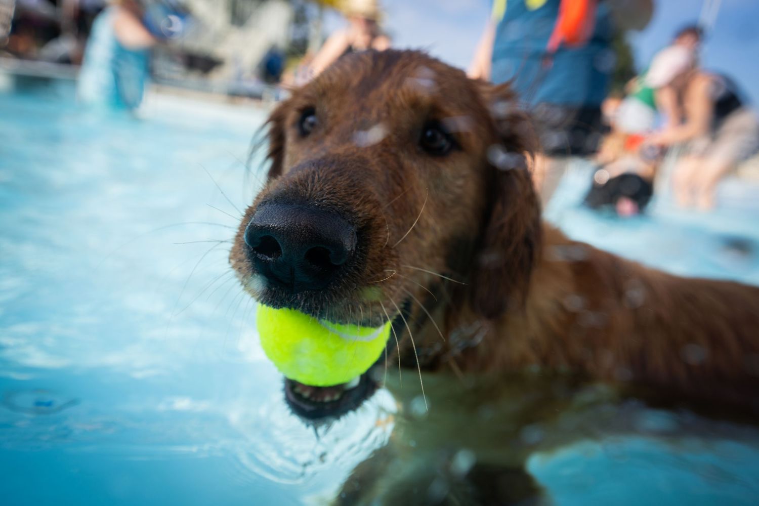 A golden retriever dog swimming in a pool with a bright yellow tennis ball in its mouth.