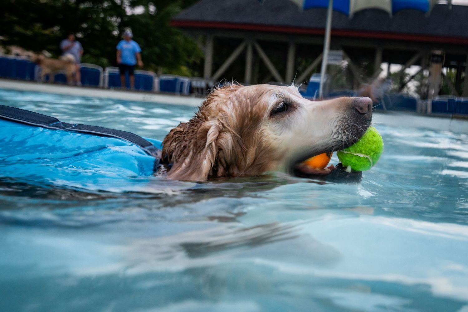 Golden Retriever swimming in a pool while carrying a tennis ball in its mouth, wearing a blue life jacket.