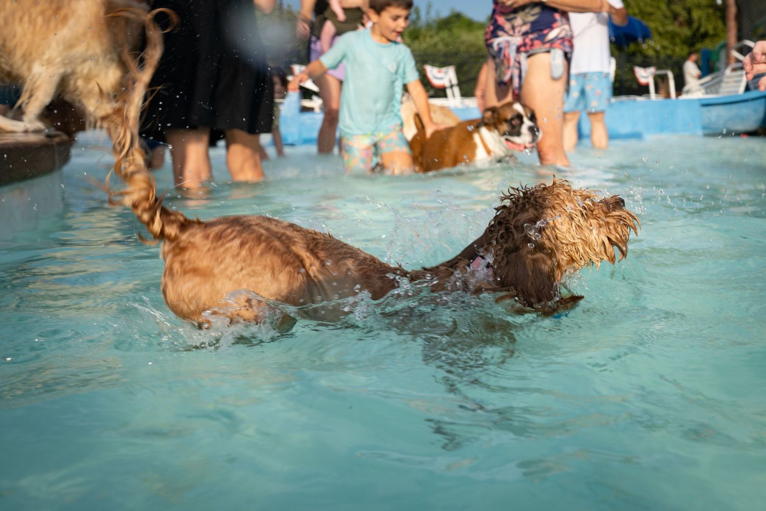 Two dogs swimming in a blue pool surrounded by people enjoying a sunny outdoor dog swim event.