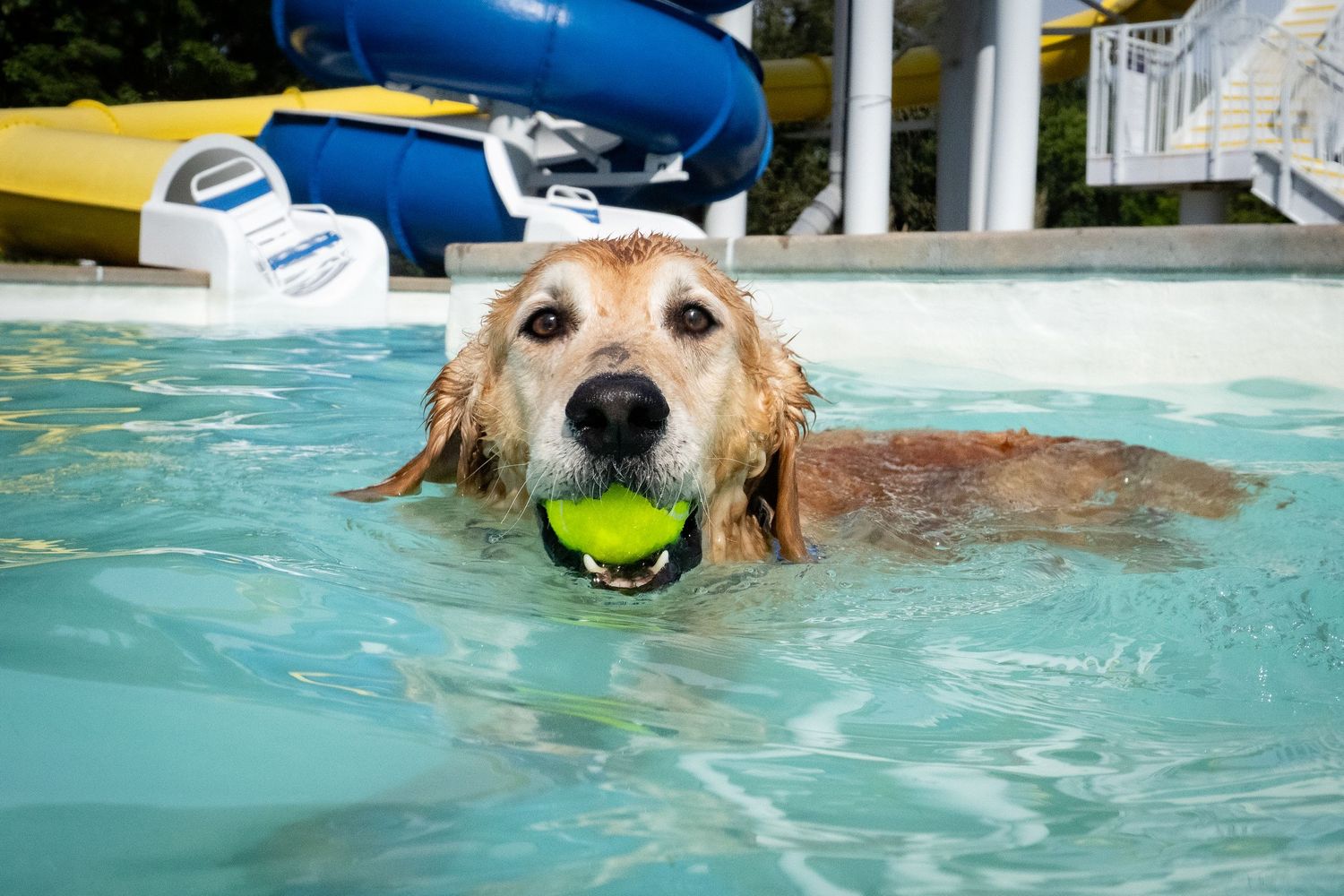 Golden Retriever swims in pool with tennis ball in mouth near water slide.