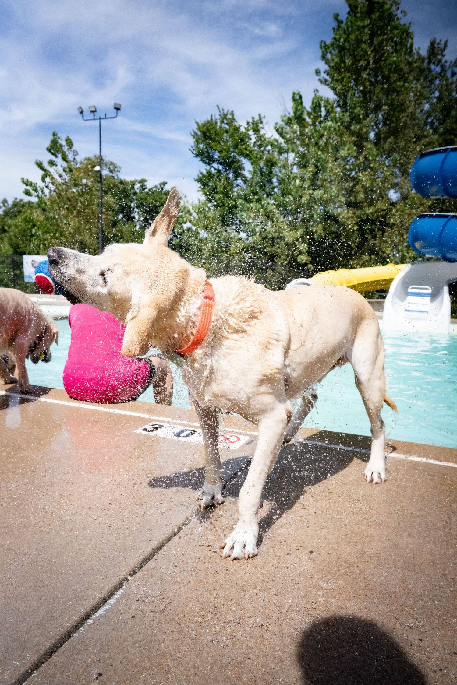 Wet yellow Labrador shaking off water at a outdoor swimming pool on a sunny day.