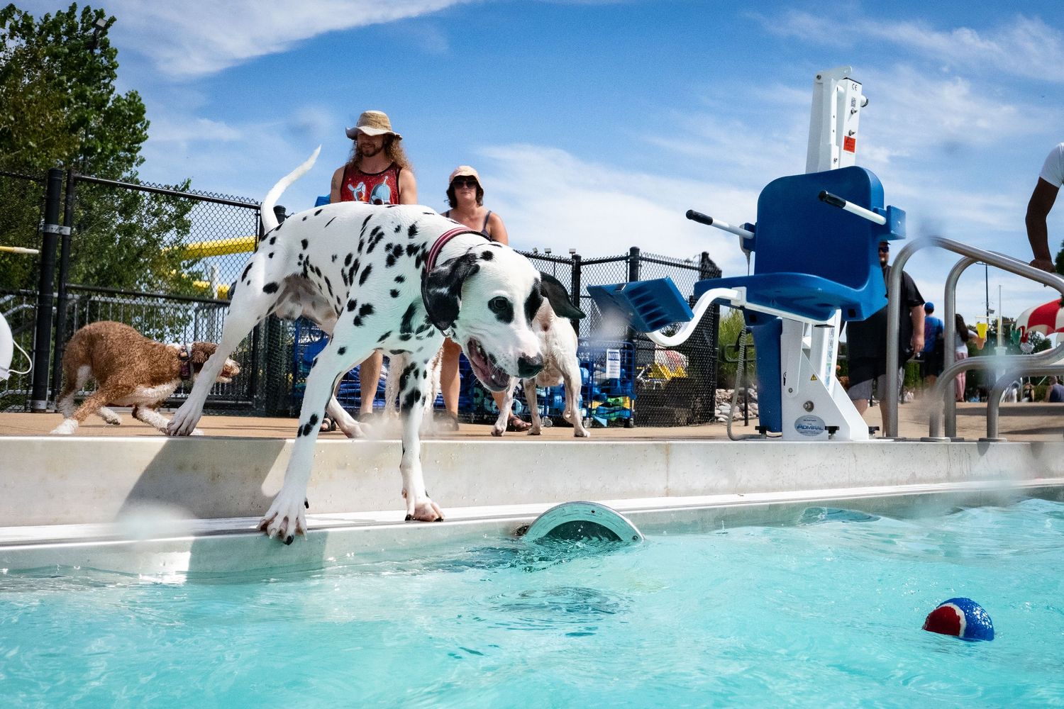 A Dalmatian dog stands at the edge of a swimming pool ready to jump in during an outdoor dog swim event.