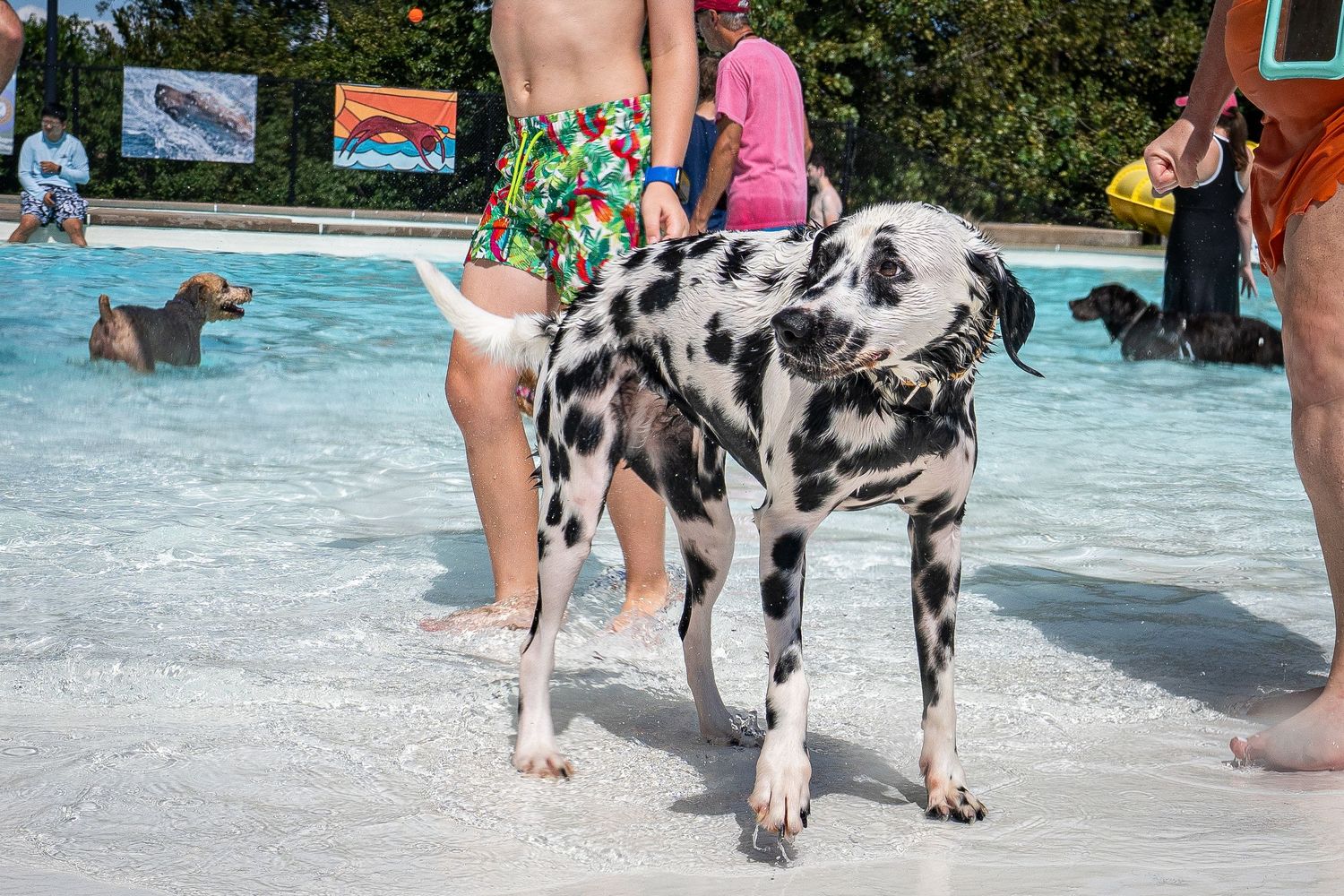 A Dalmatian dog standing in shallow pool water surrounded by people and other dogs on a sunny day.